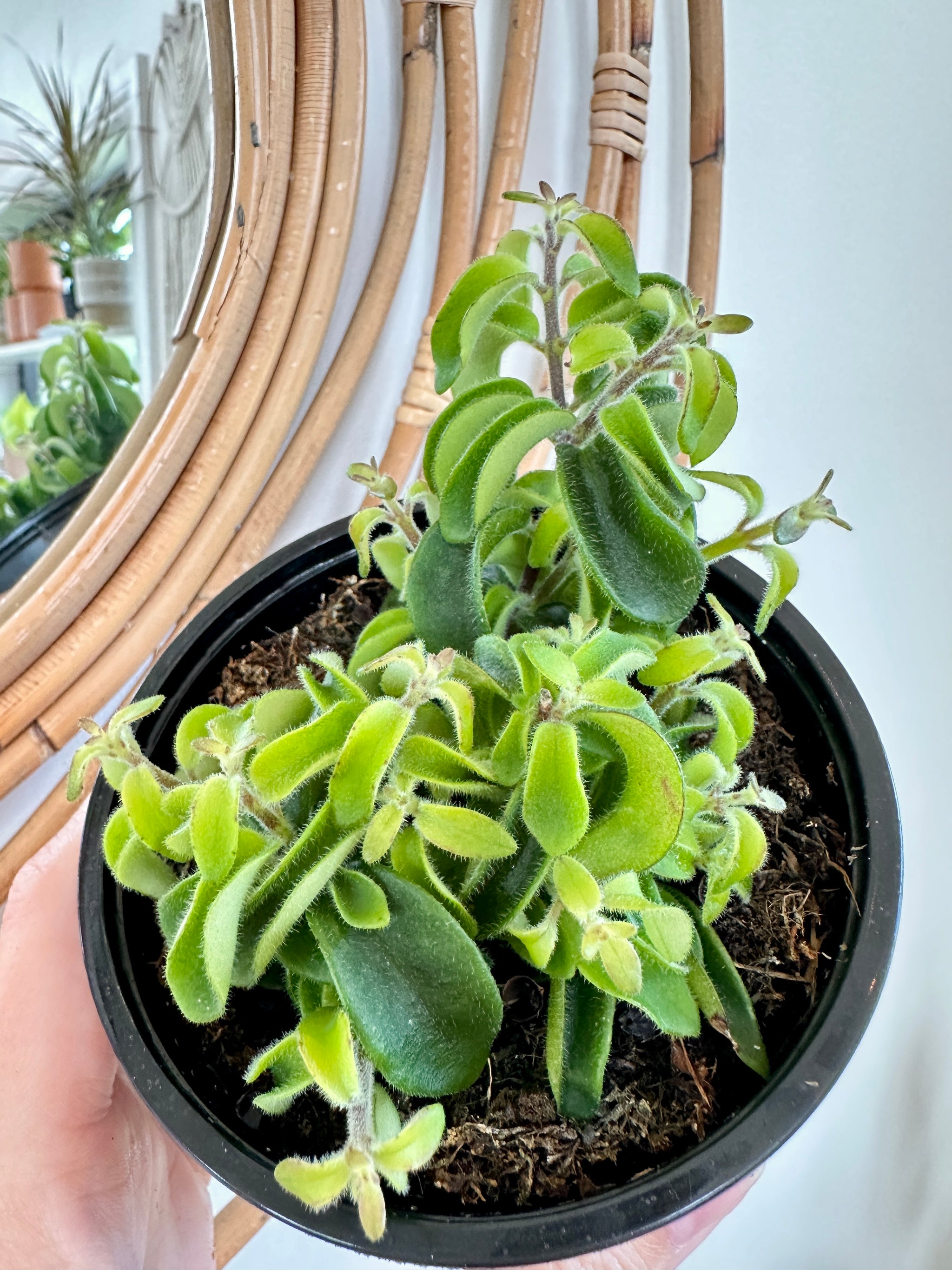 Aeschynanthus radicans 'Twister'