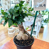 Ficus microcarpa Bonsai 5.5"