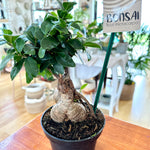 Ficus microcarpa Bonsai 5.5"