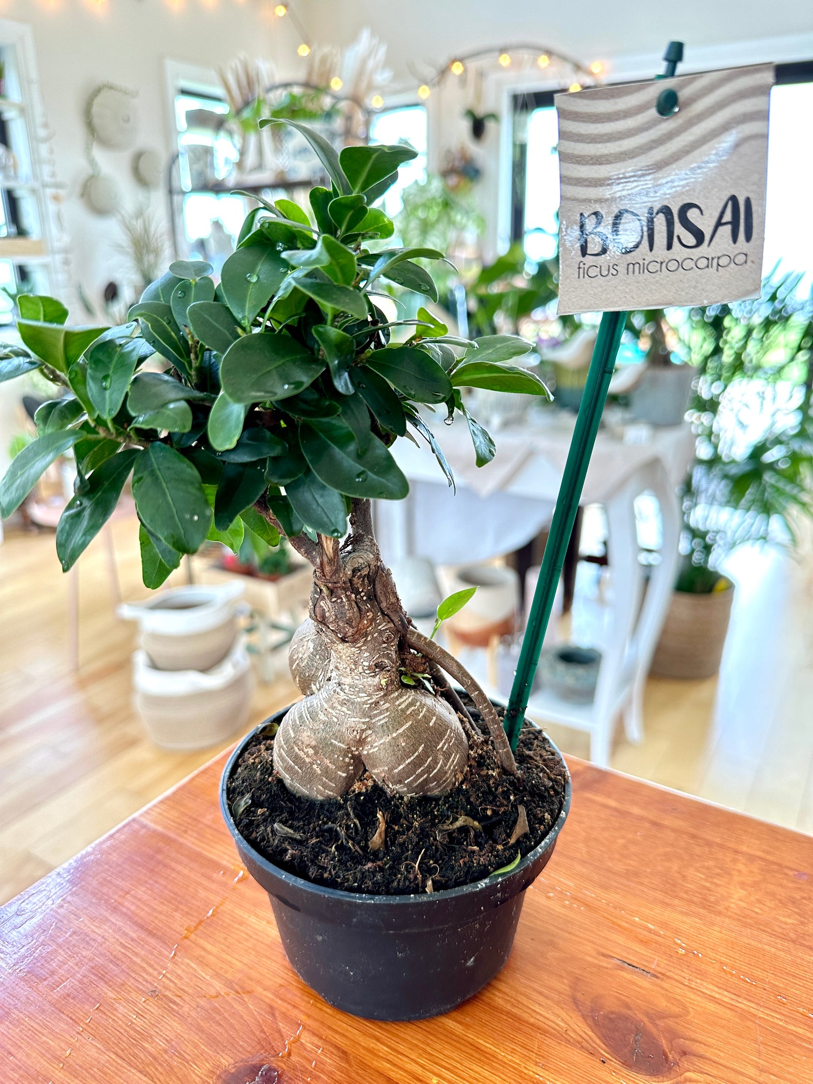 Ficus microcarpa Bonsai 5.5"