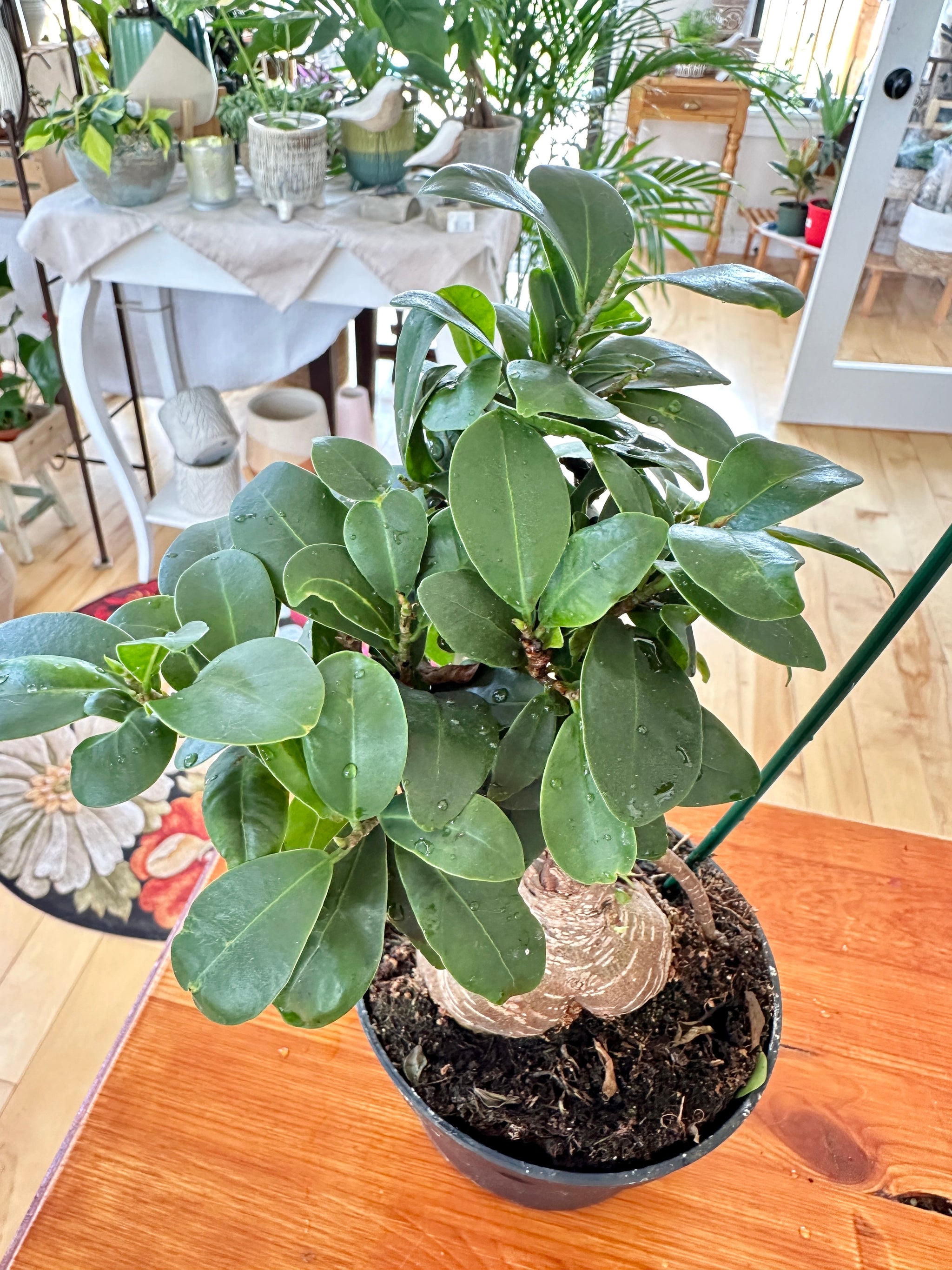 Ficus microcarpa Bonsai 5.5"