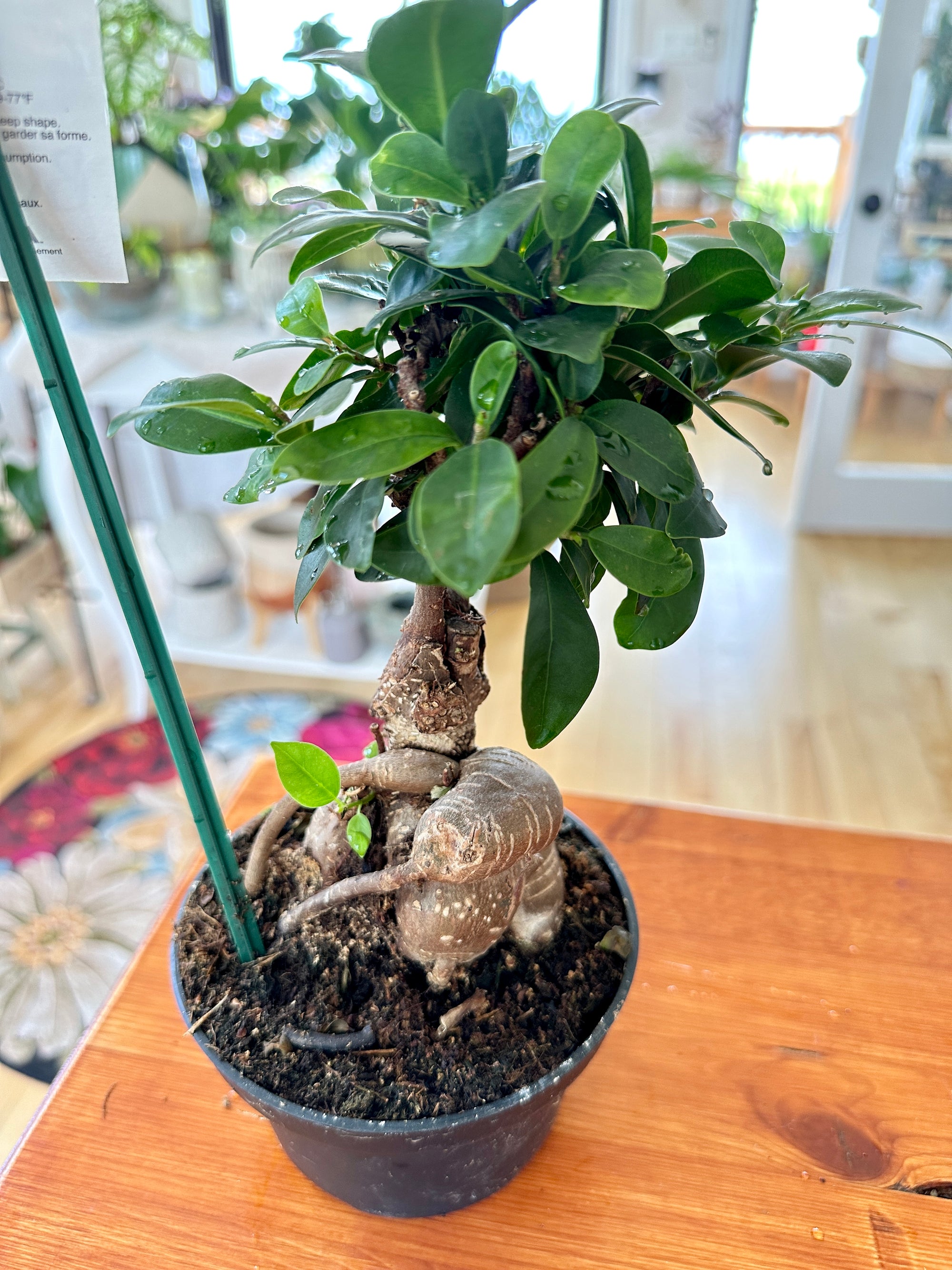 Ficus microcarpa Bonsaï 5.5"