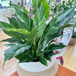 Spathiphyllum 'Domino' "Lys de Paix"