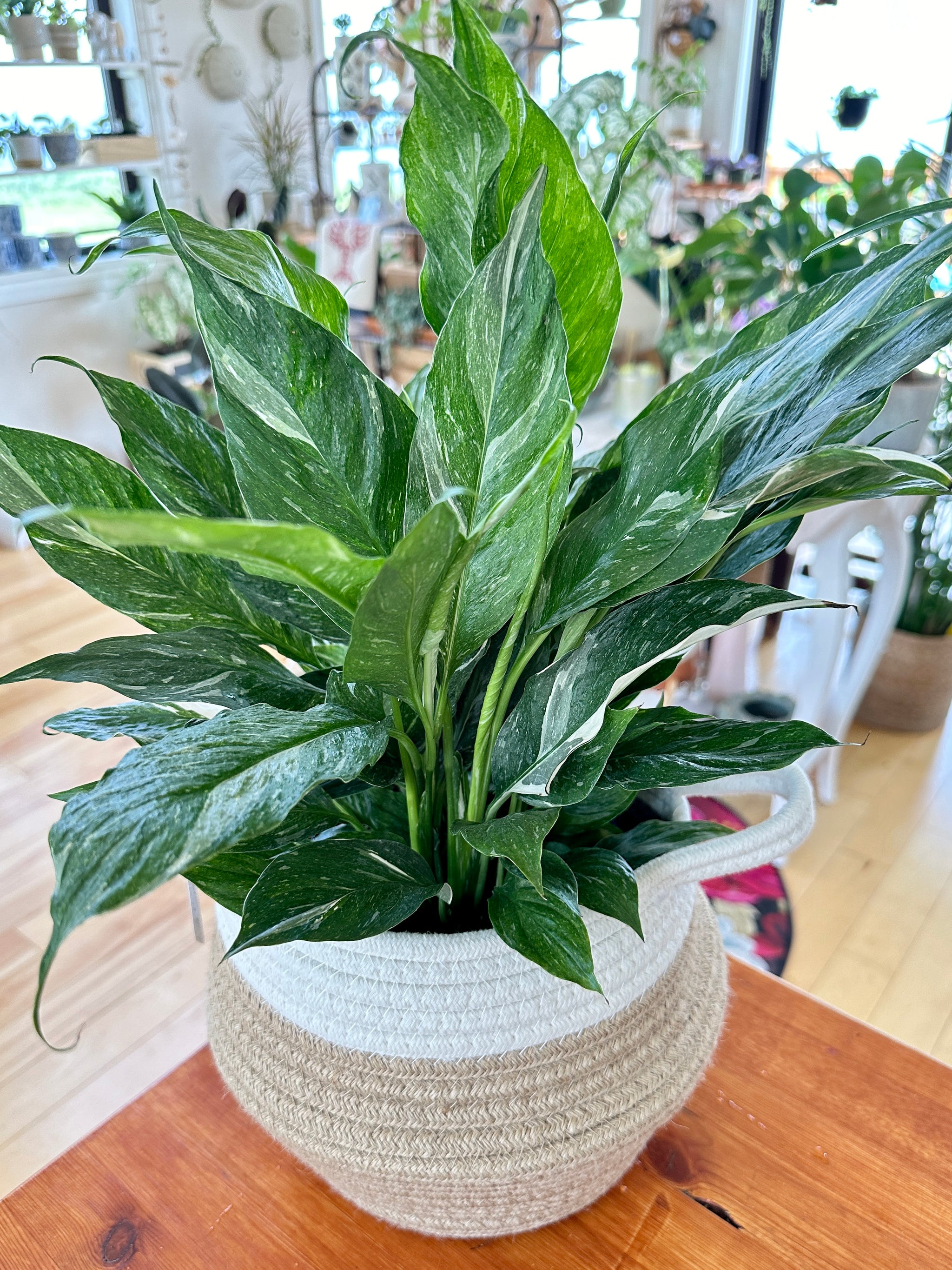 Spathiphyllum 'Domino' "Lys de Paix"