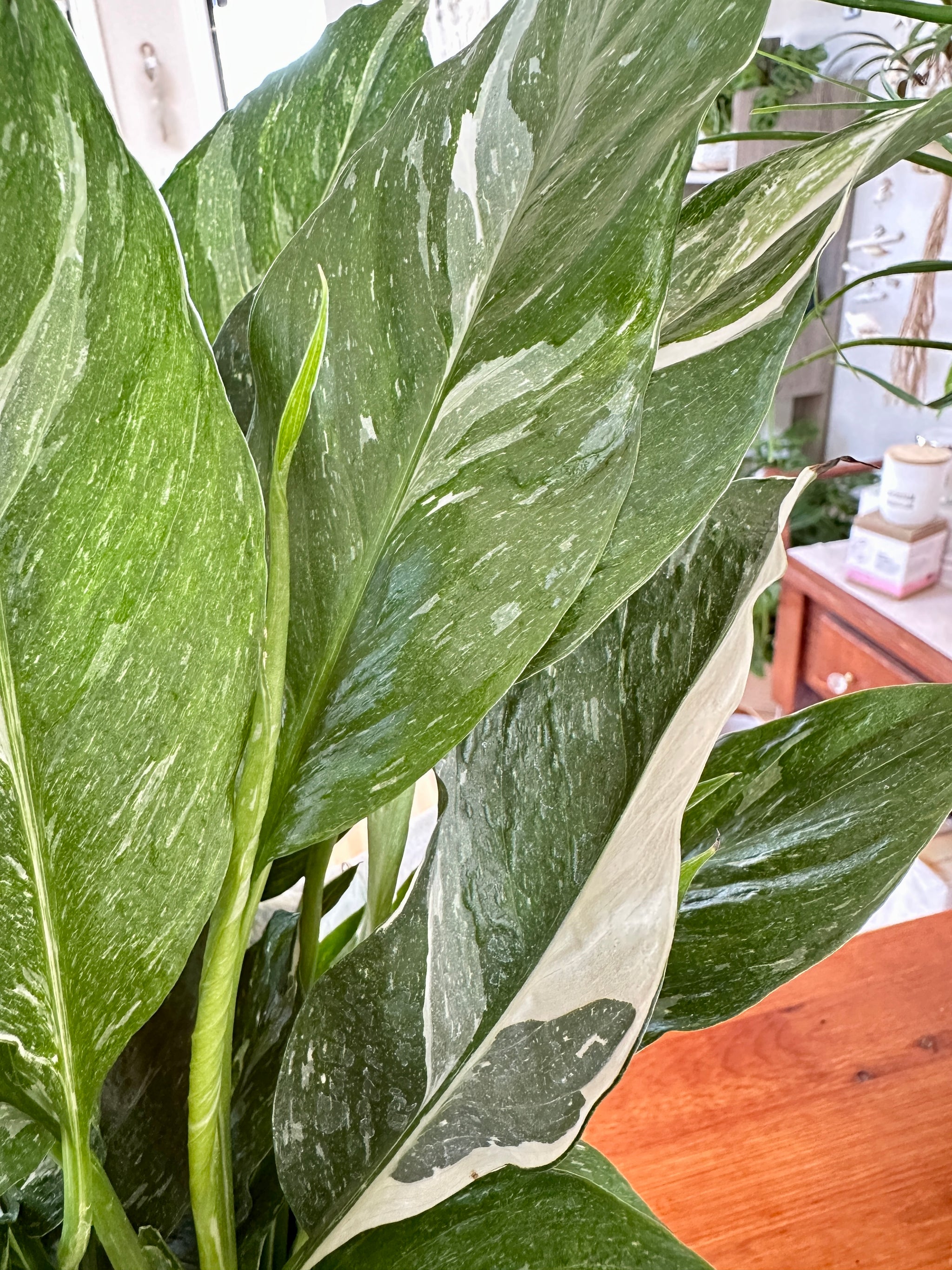 Spathiphyllum 'Domino' "Lys de Paix"