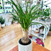 Beaucarnea recurvata 'Ponytail Palm' 