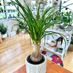 Beaucarnea recurvata 'Ponytail Palm' 