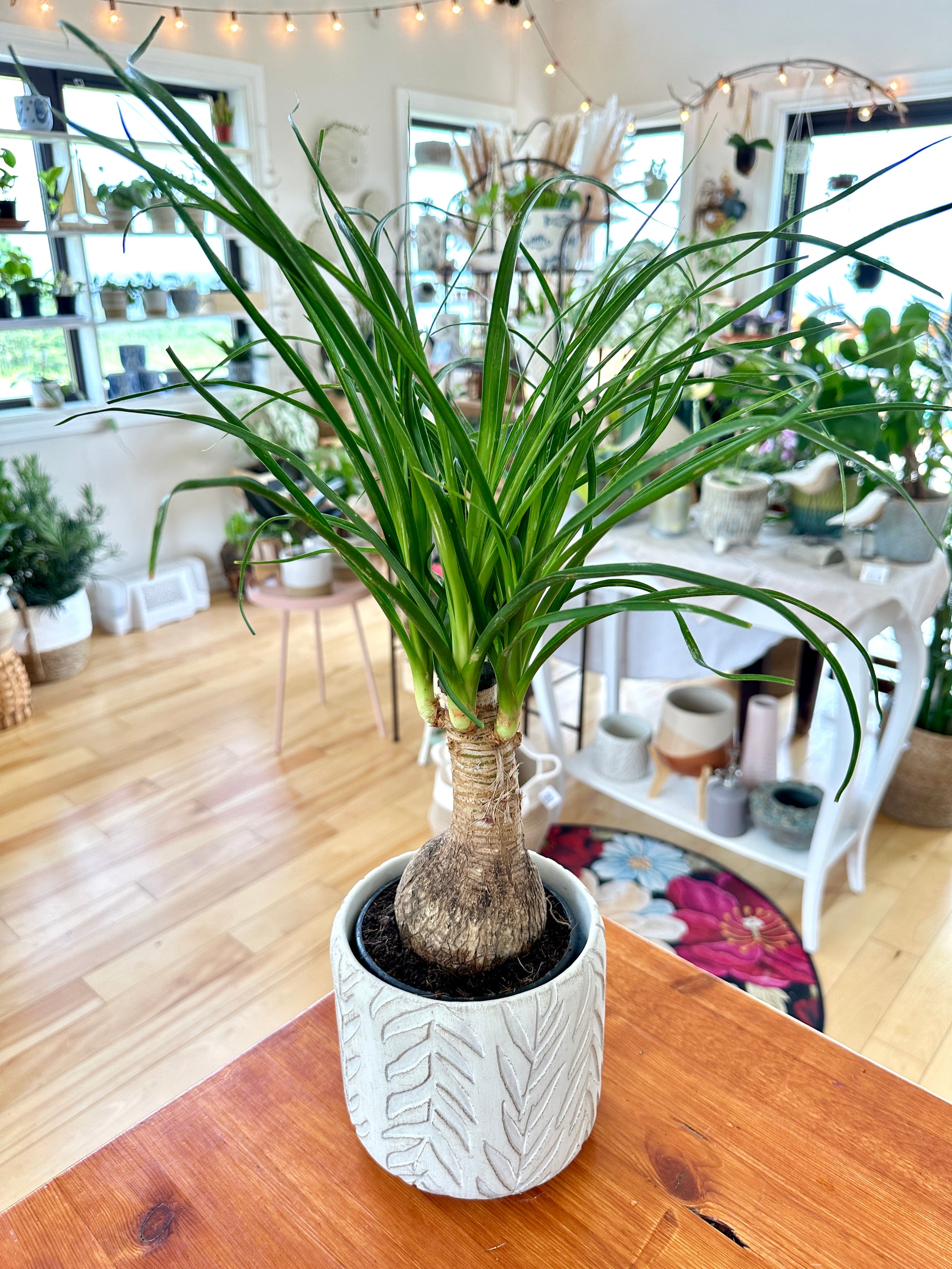 Beaucarnea recurvata 'Ponytail Palm' 