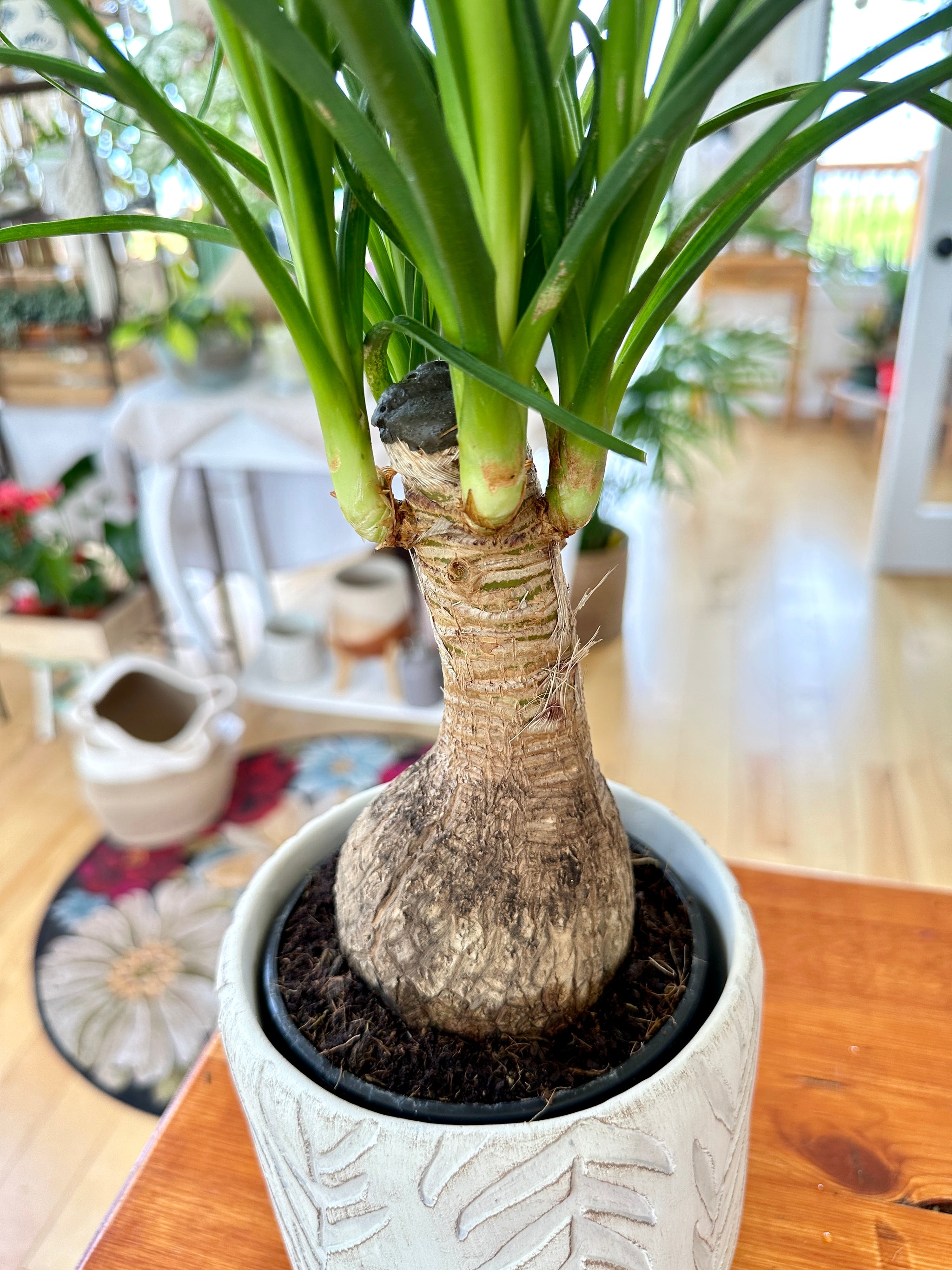 Beaucarnea recurvata 'Pied d'éléphant'