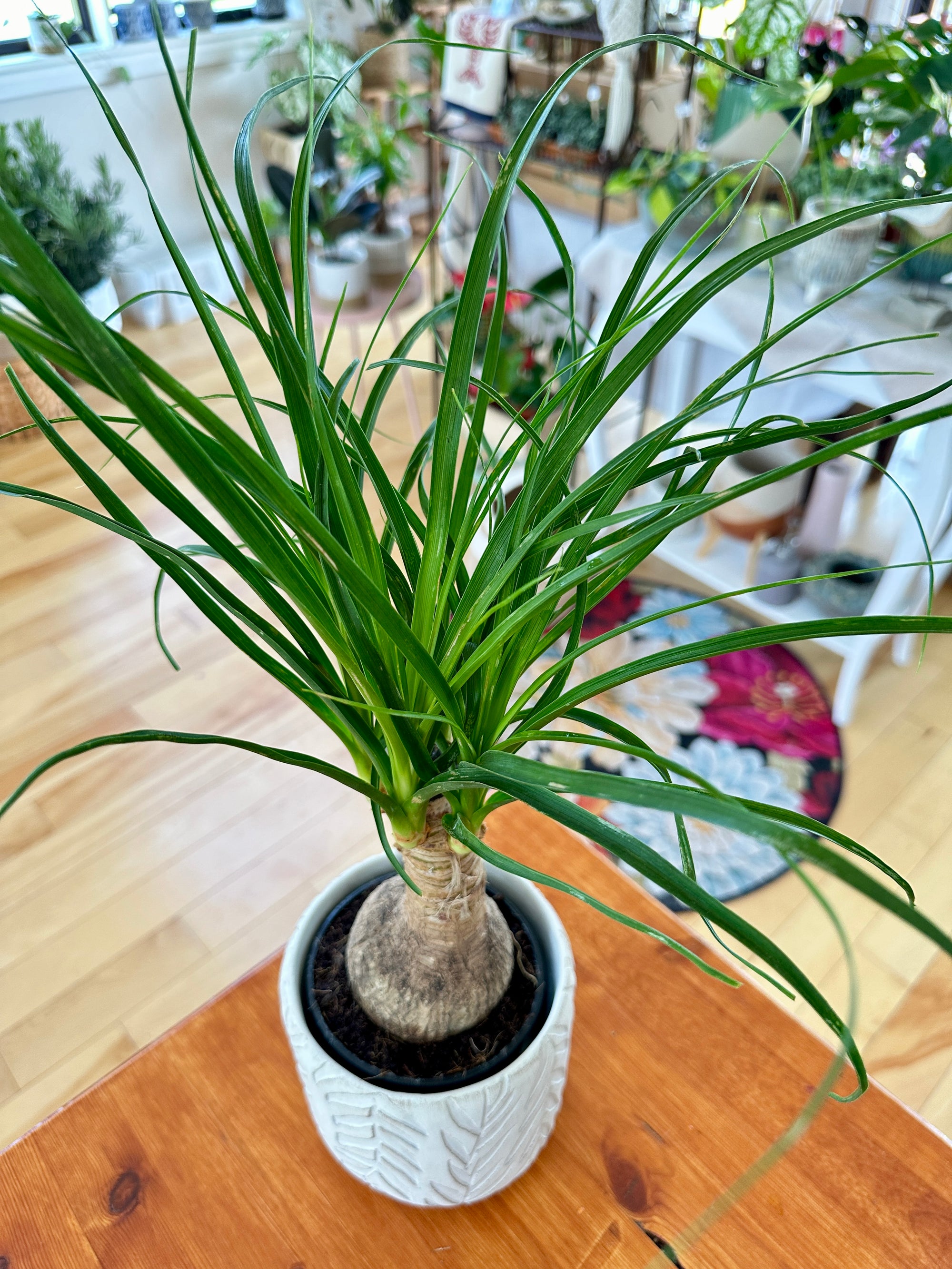 Beaucarnea recurvata 'Ponytail Palm' 