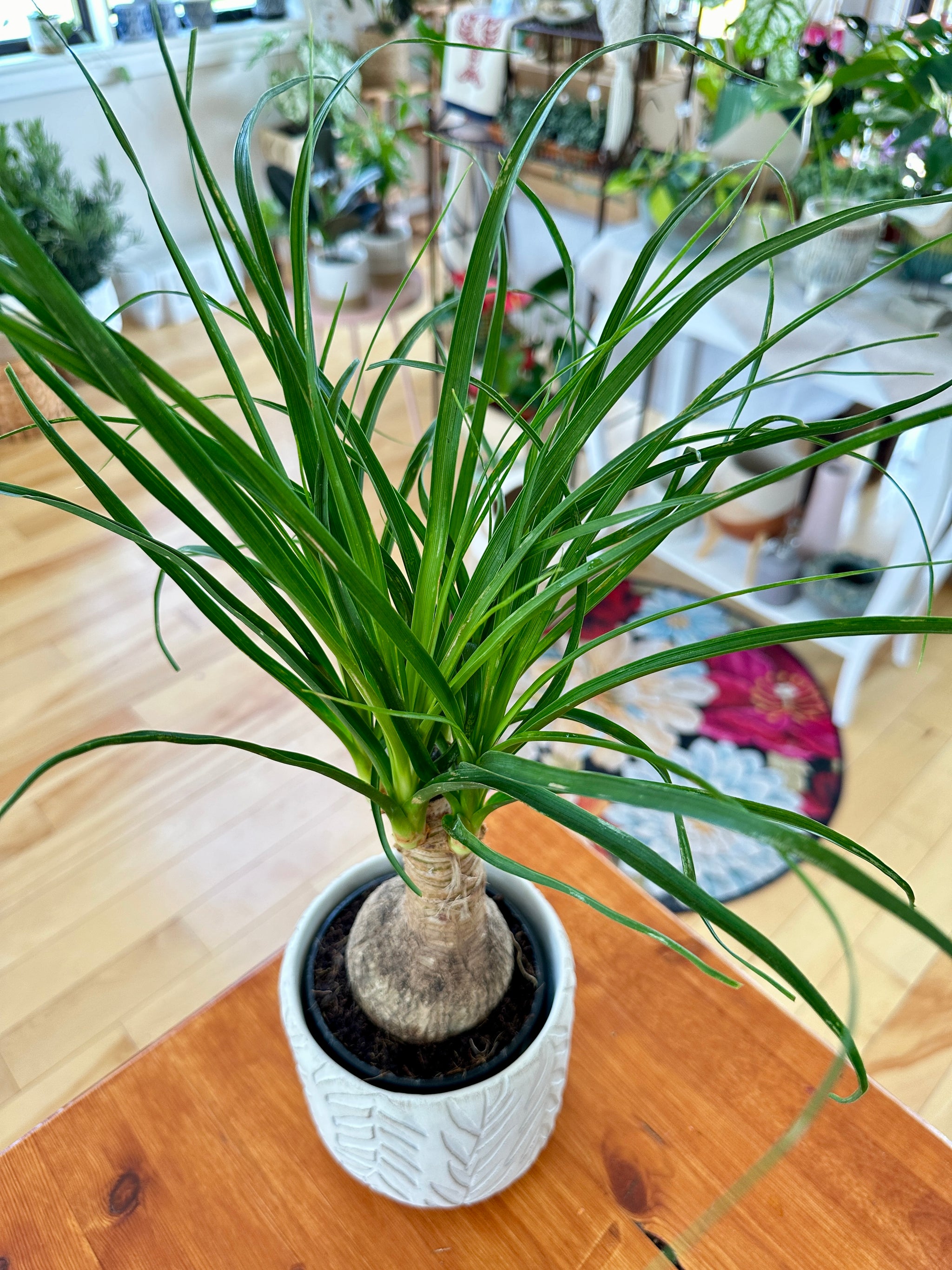 Beaucarnea recurvata 'Pied d'éléphant'