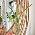 Tillandsia (large)