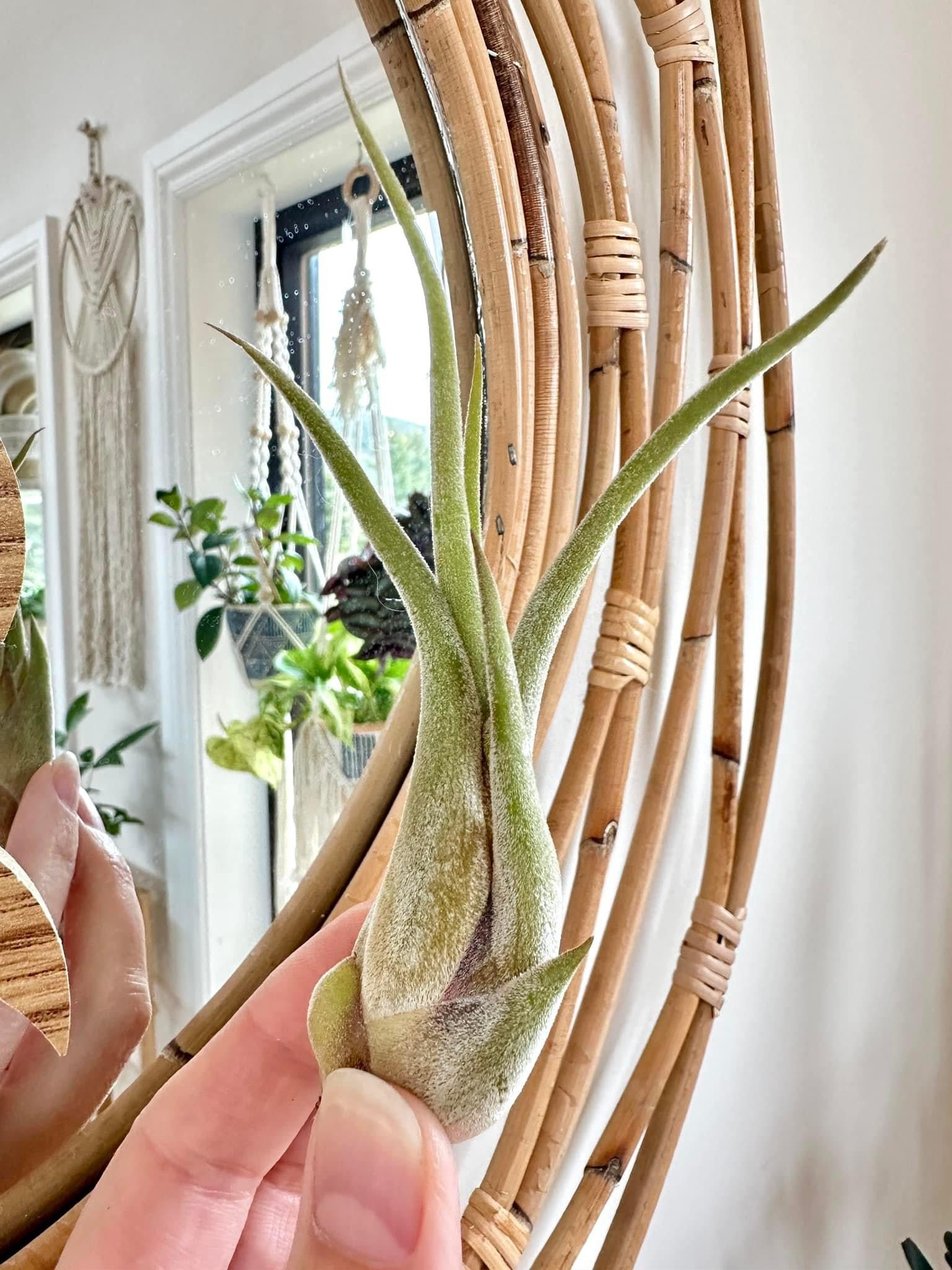 Tillandsia (large)