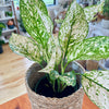 Aglaonema 'Etta Rose'