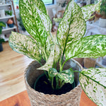 Aglaonema 'Etta Rose'