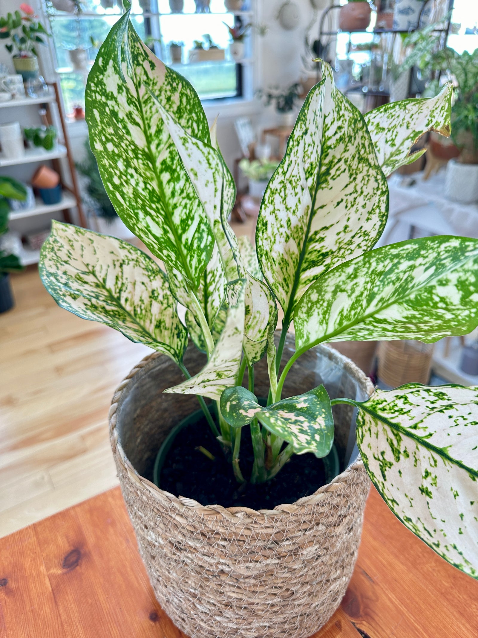 Aglaonema 'Etta Rose'