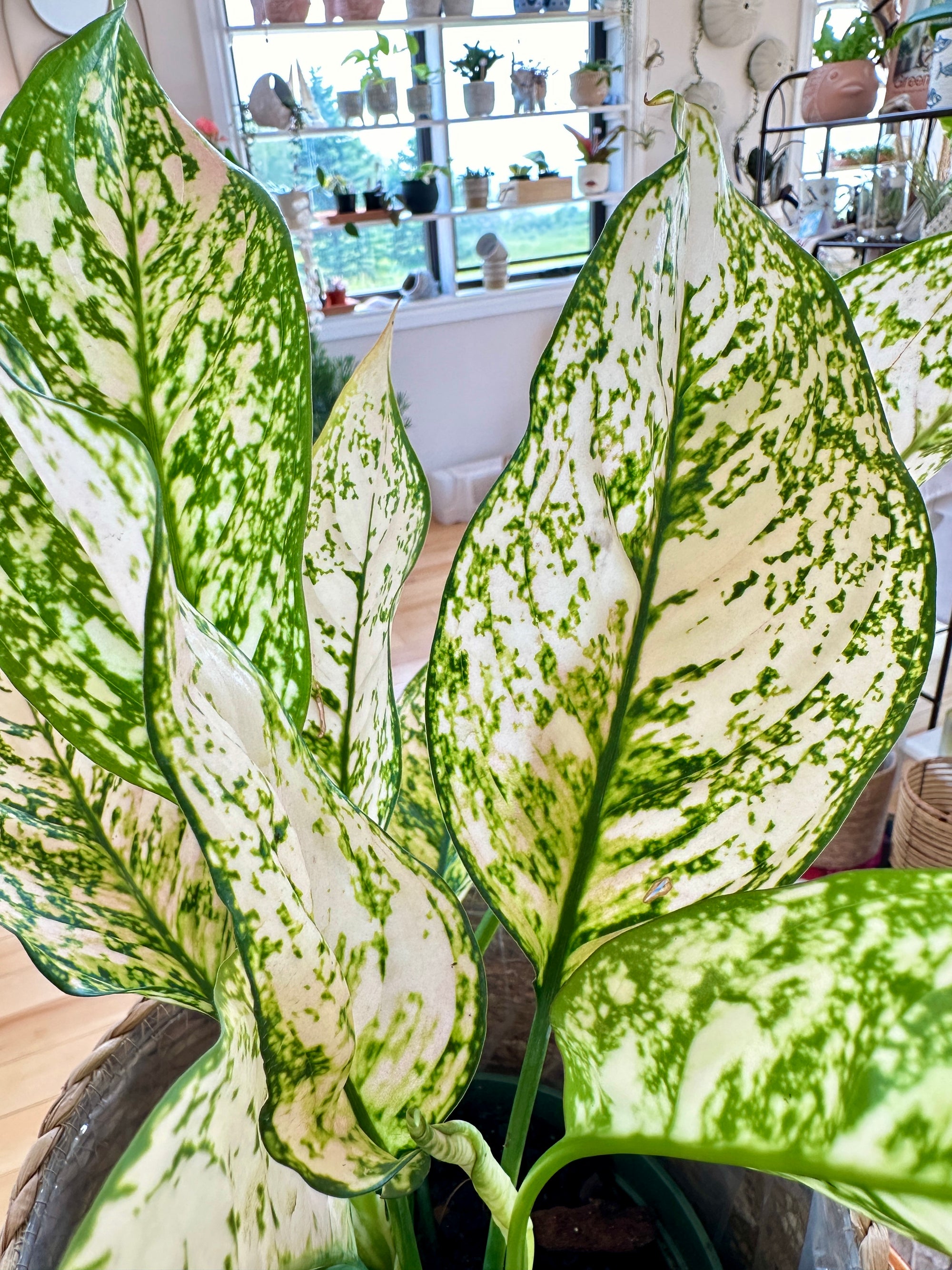 Aglaonema 'Etta Rose'