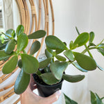 Crassula Ovata arbre de jade