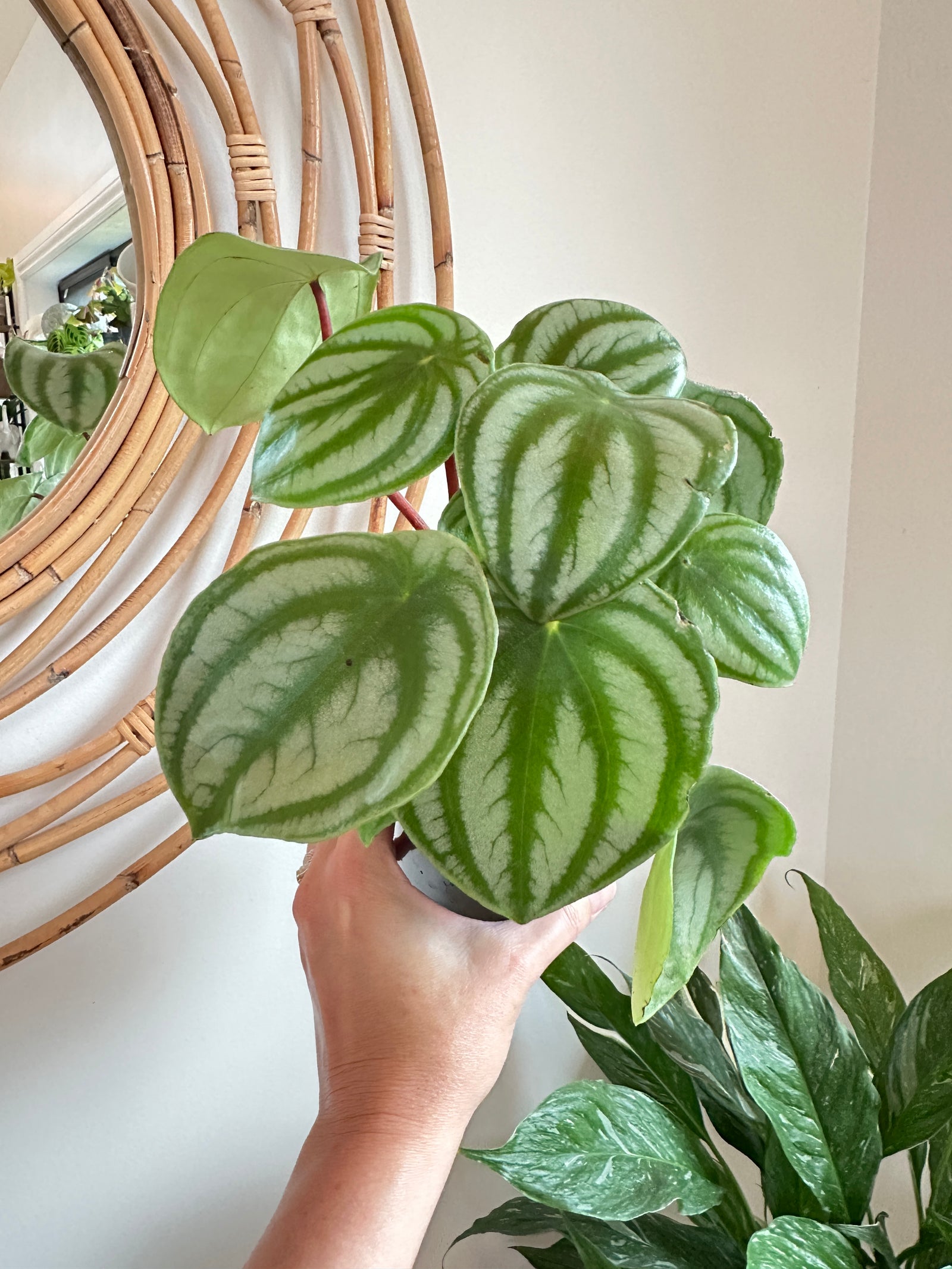 Peperomia argyreia 'Watermelon'