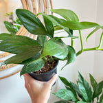 Rhaphidophora Decursiva