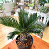 Cycas revoluta