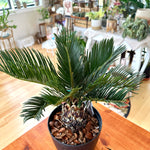 Cycas revoluta