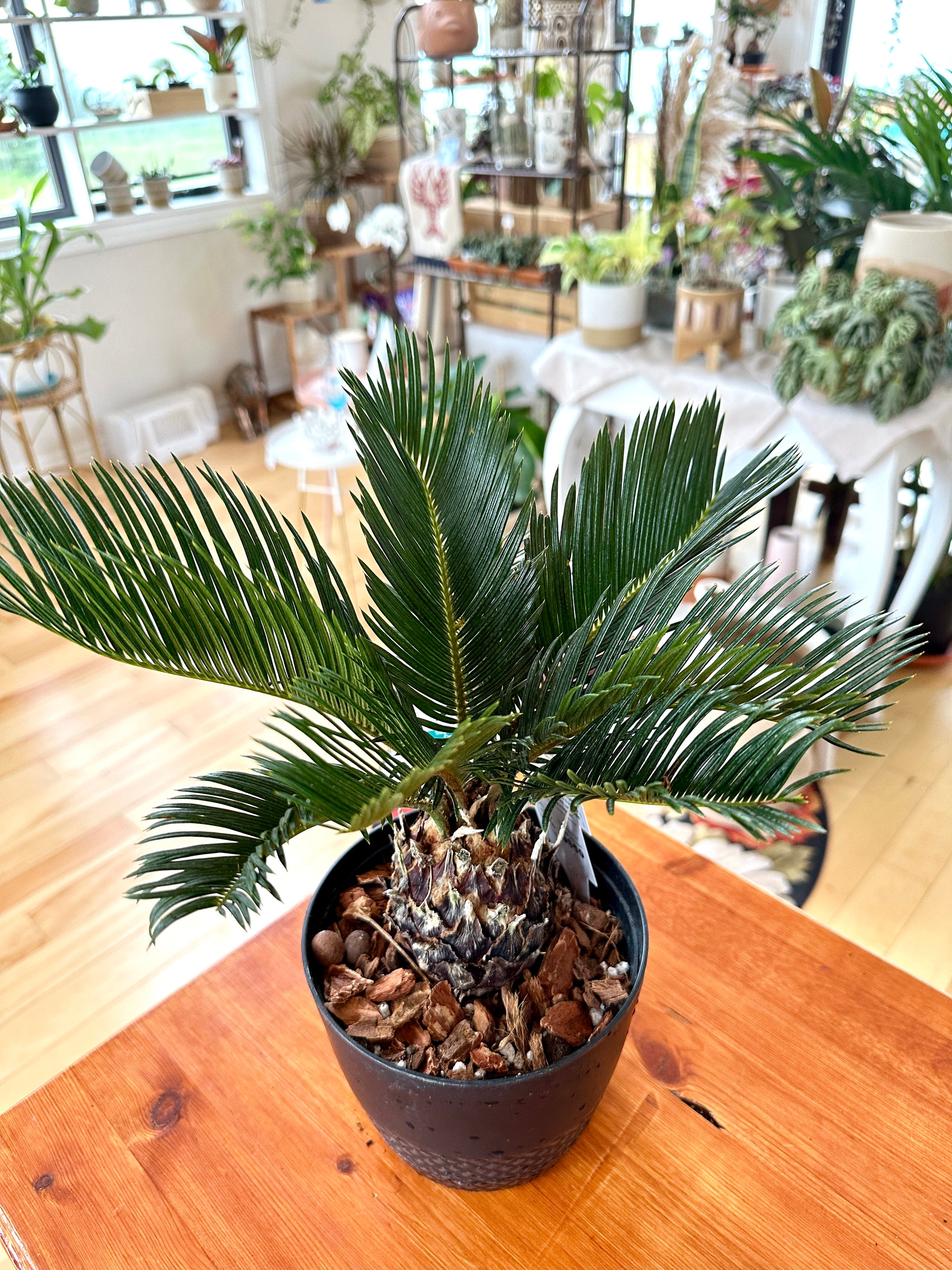 Cycas revoluta