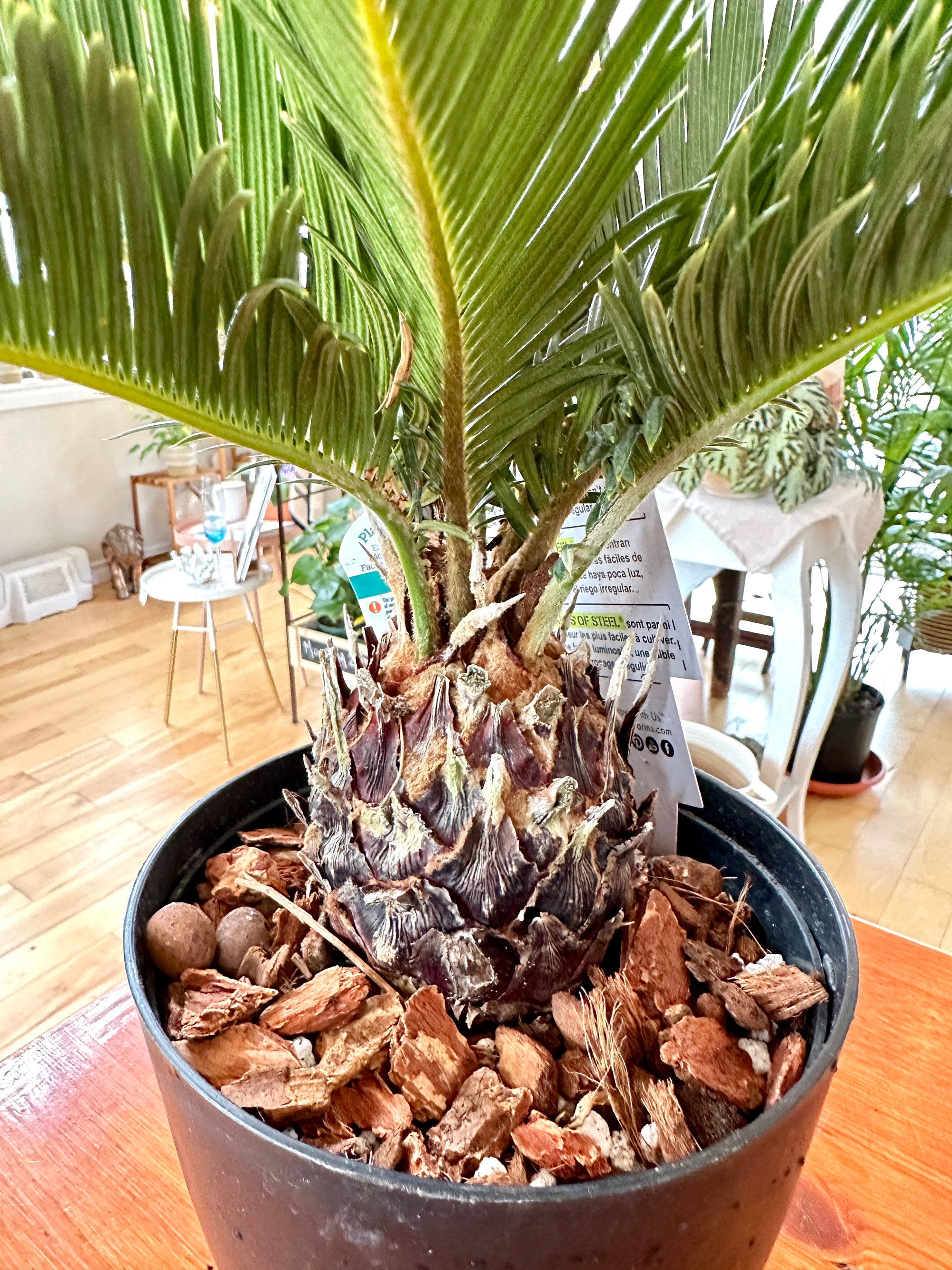 Cycas revoluta