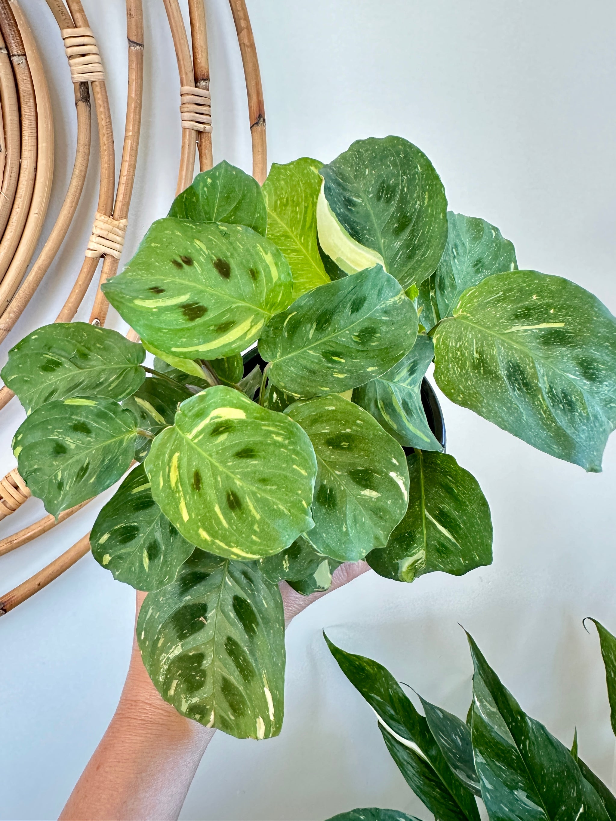 Maranta leuconeura 'Kerchoveana' variegata