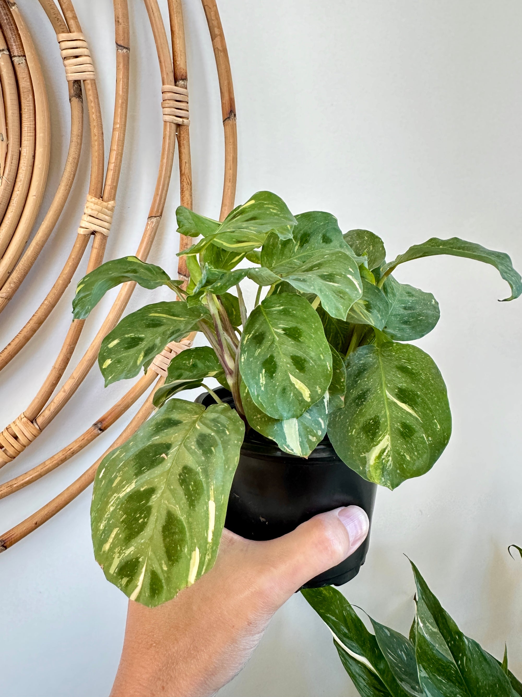 Maranta leuconeura 'Kerchoveana' variegata