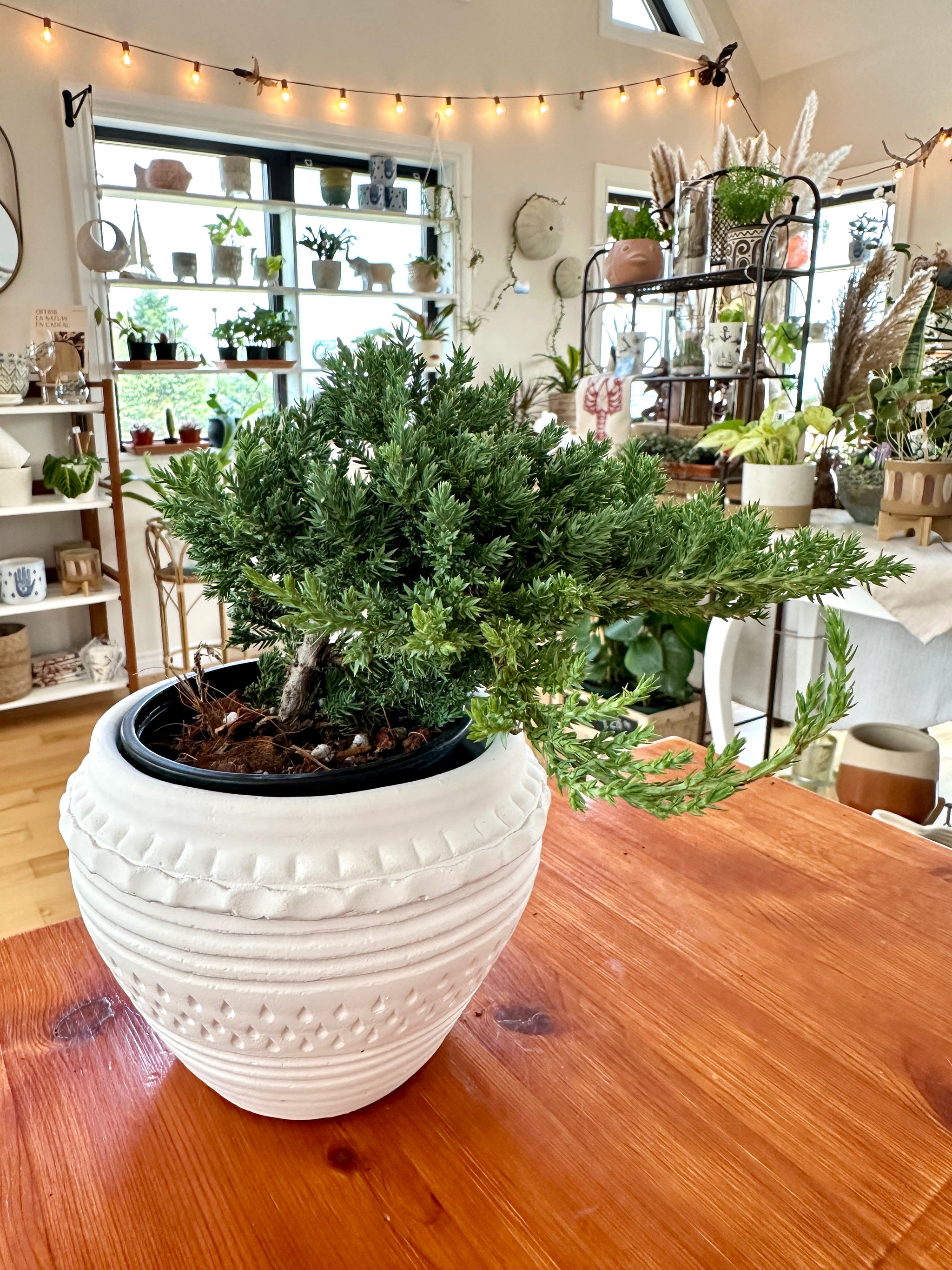 Juniper Bonsai