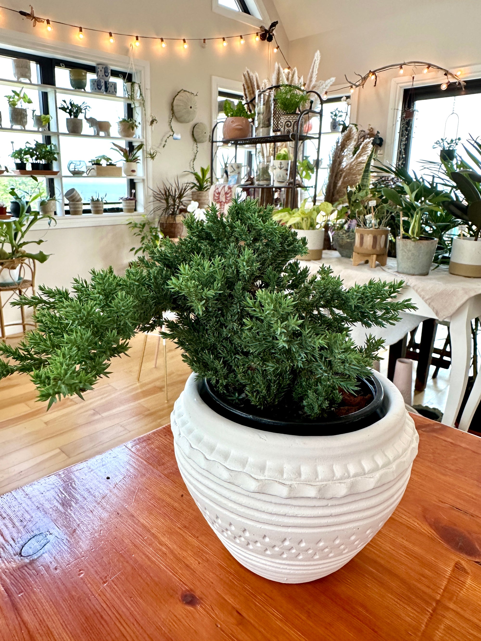 Juniper Bonsai