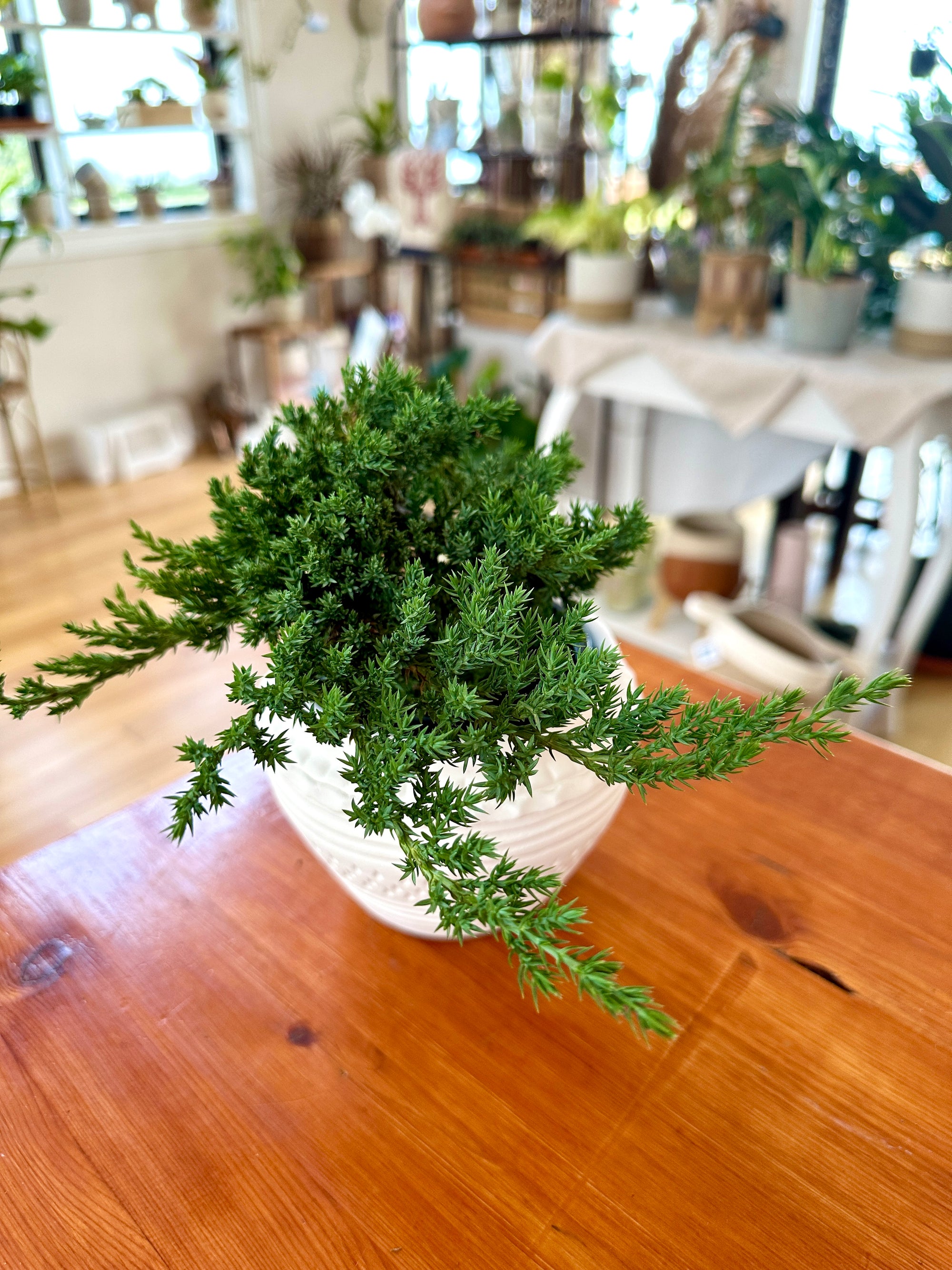 Juniper Bonsai