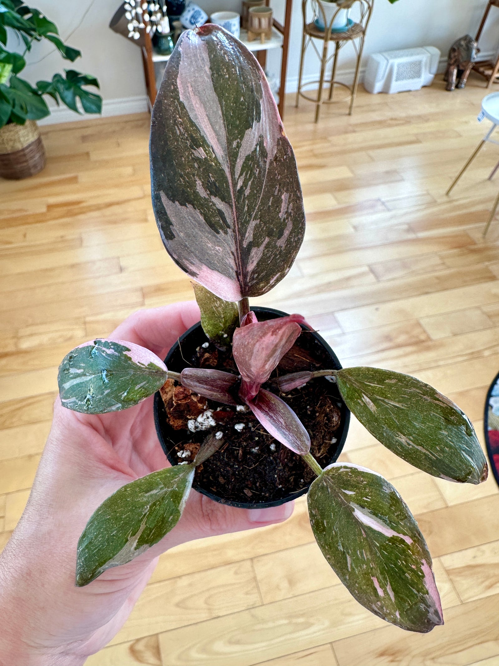 Philodendron erubescens 'Pink Princess Galaxy' **RARE**