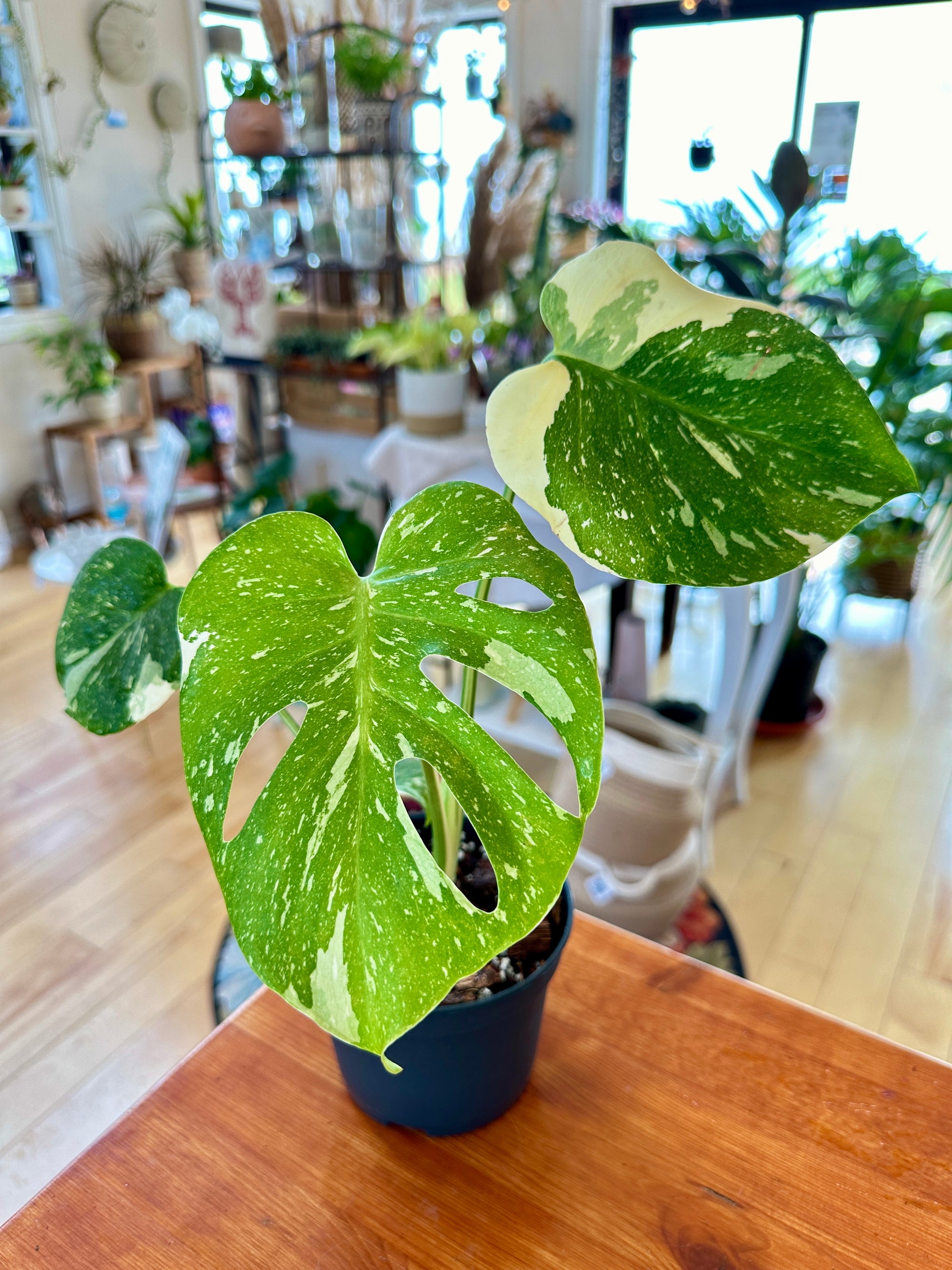 Monstera Thai Constellation