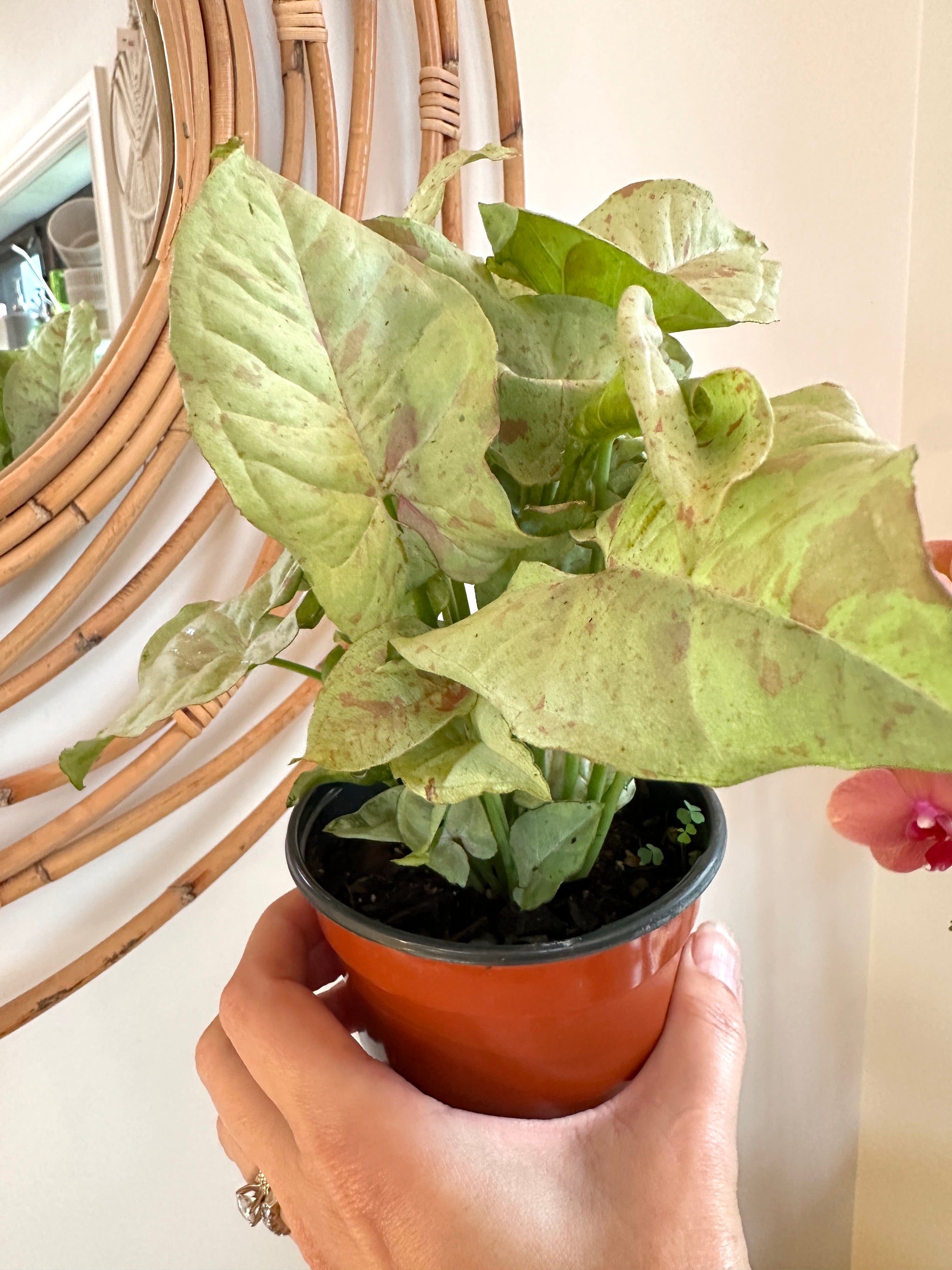 Syngonium 'Milk confetti'