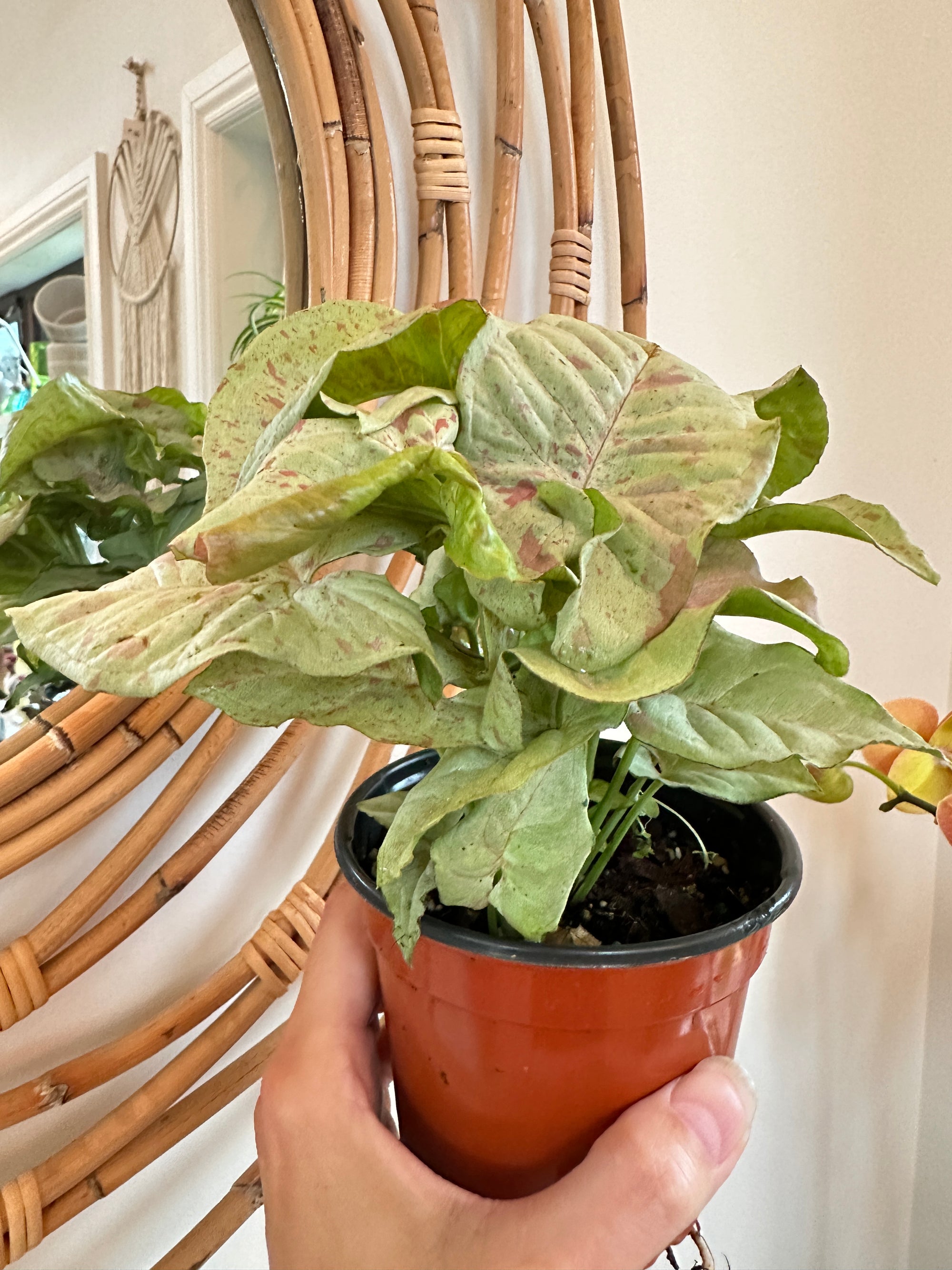 Syngonium 'Milk confetti'