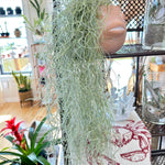 Tillandsia Usneoides