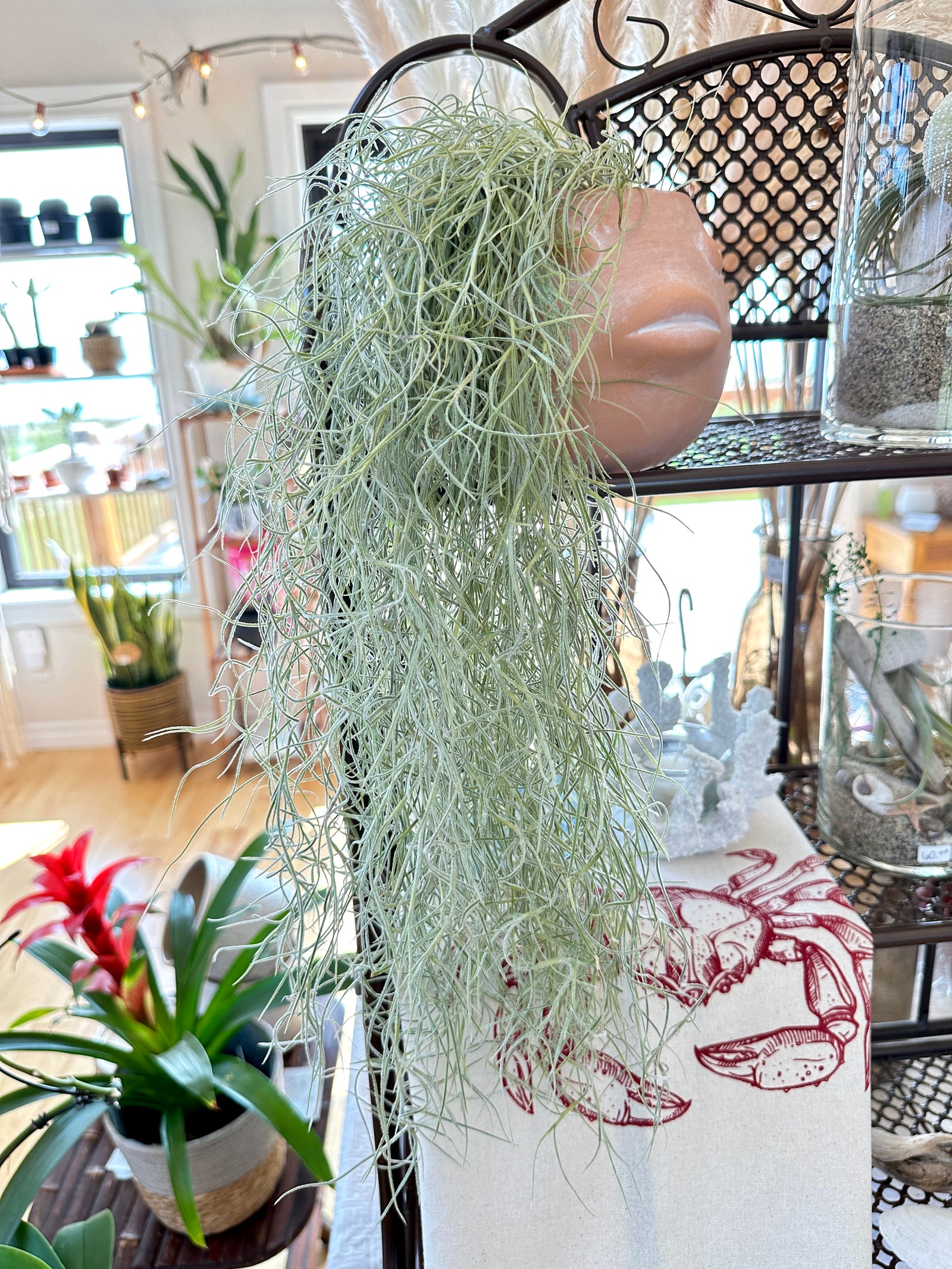 Tillandsia Usneoides