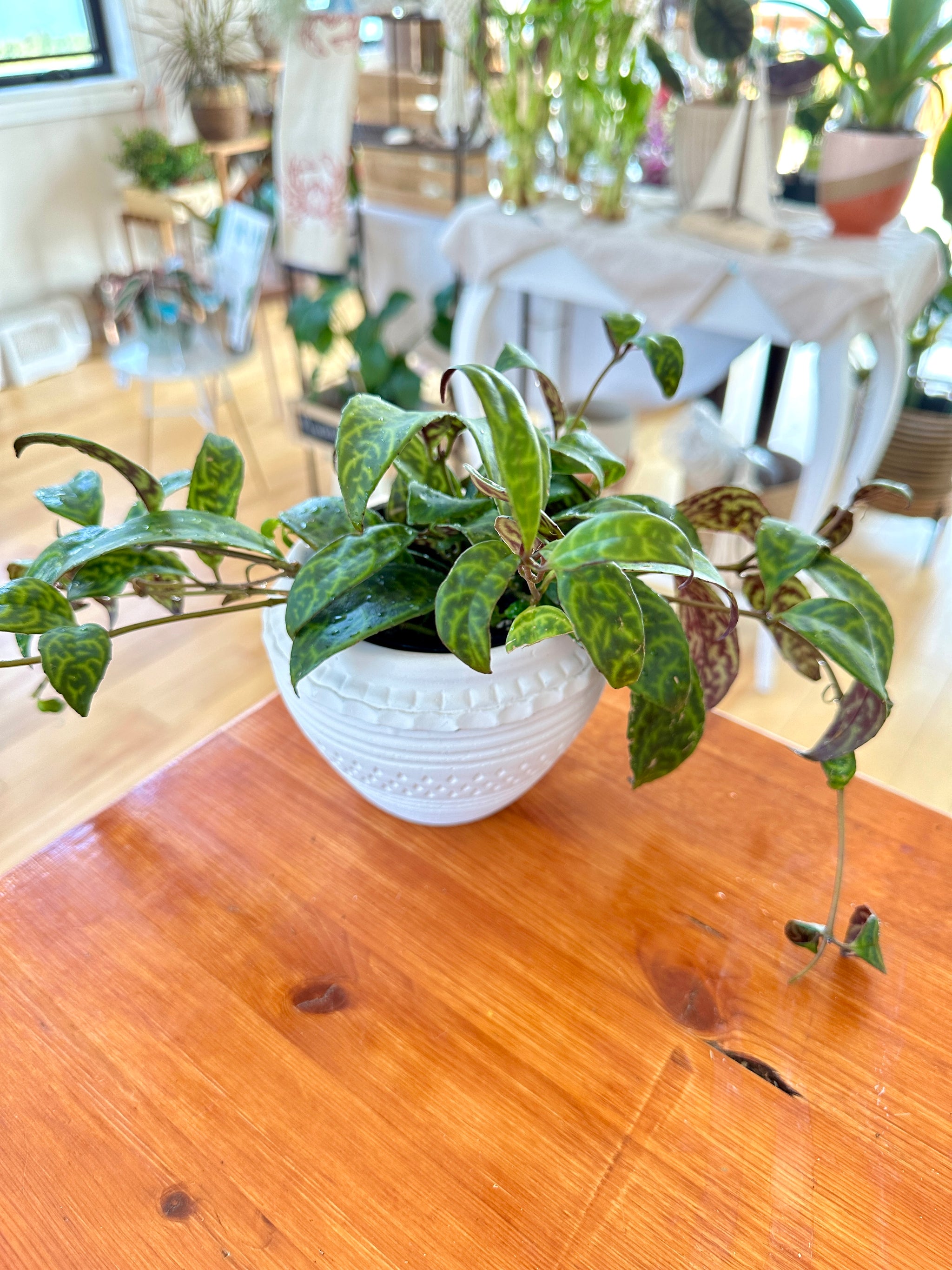 Aeschynanthus 'Black patoga'