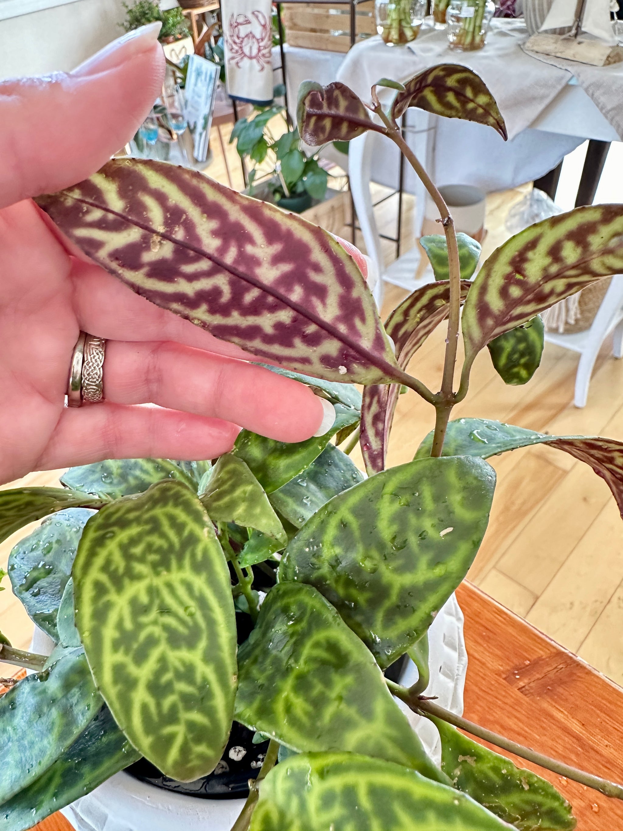 Aeschynanthus 'Black patoga'