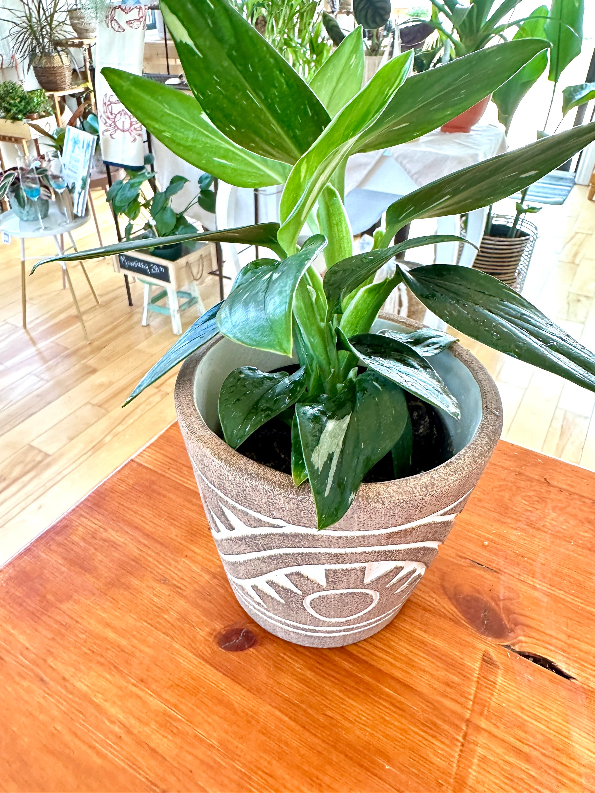 Monstera Standleyana 'Albo' variegata