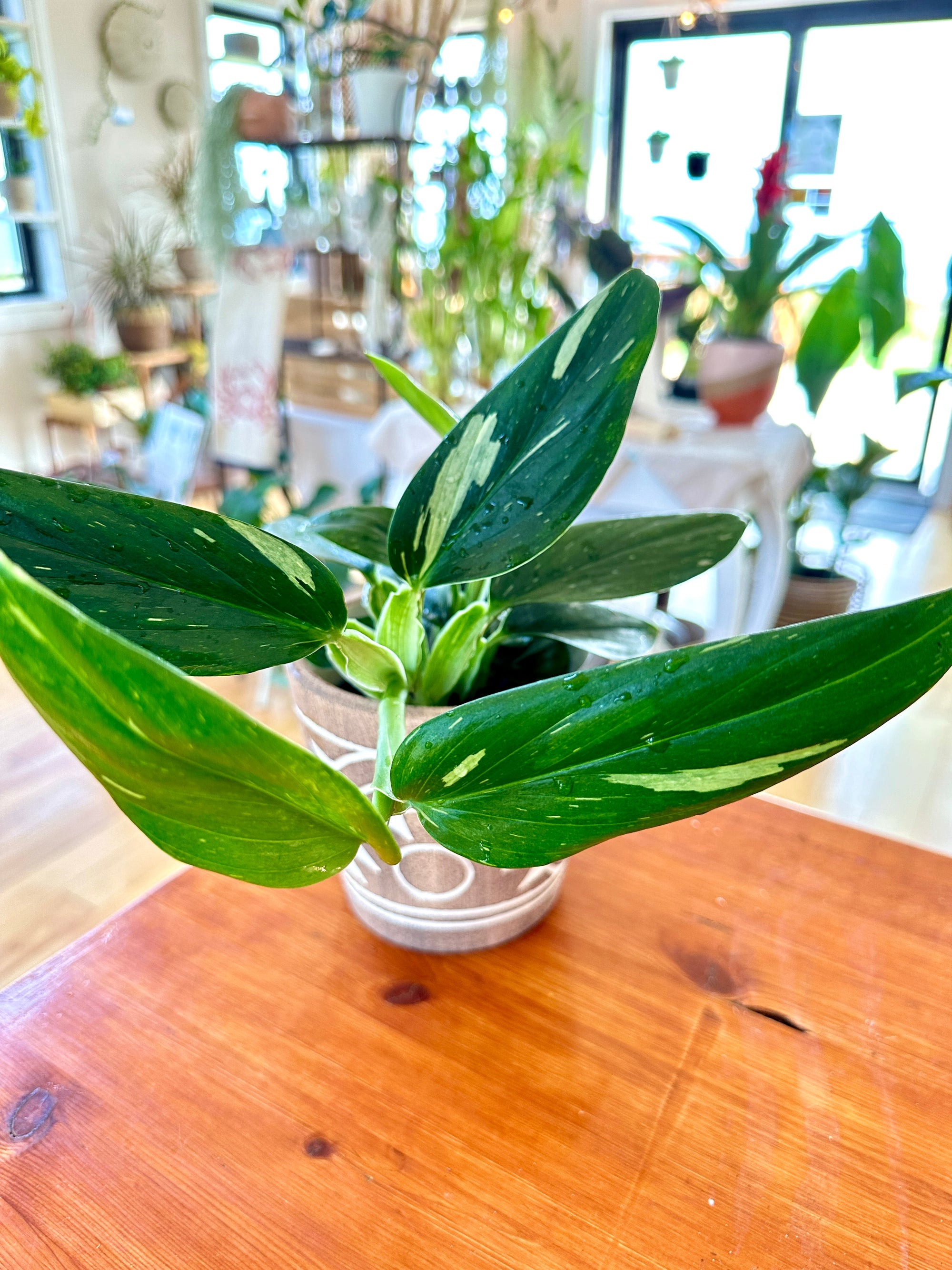 Monstera Standleyana 'Albo' variegata