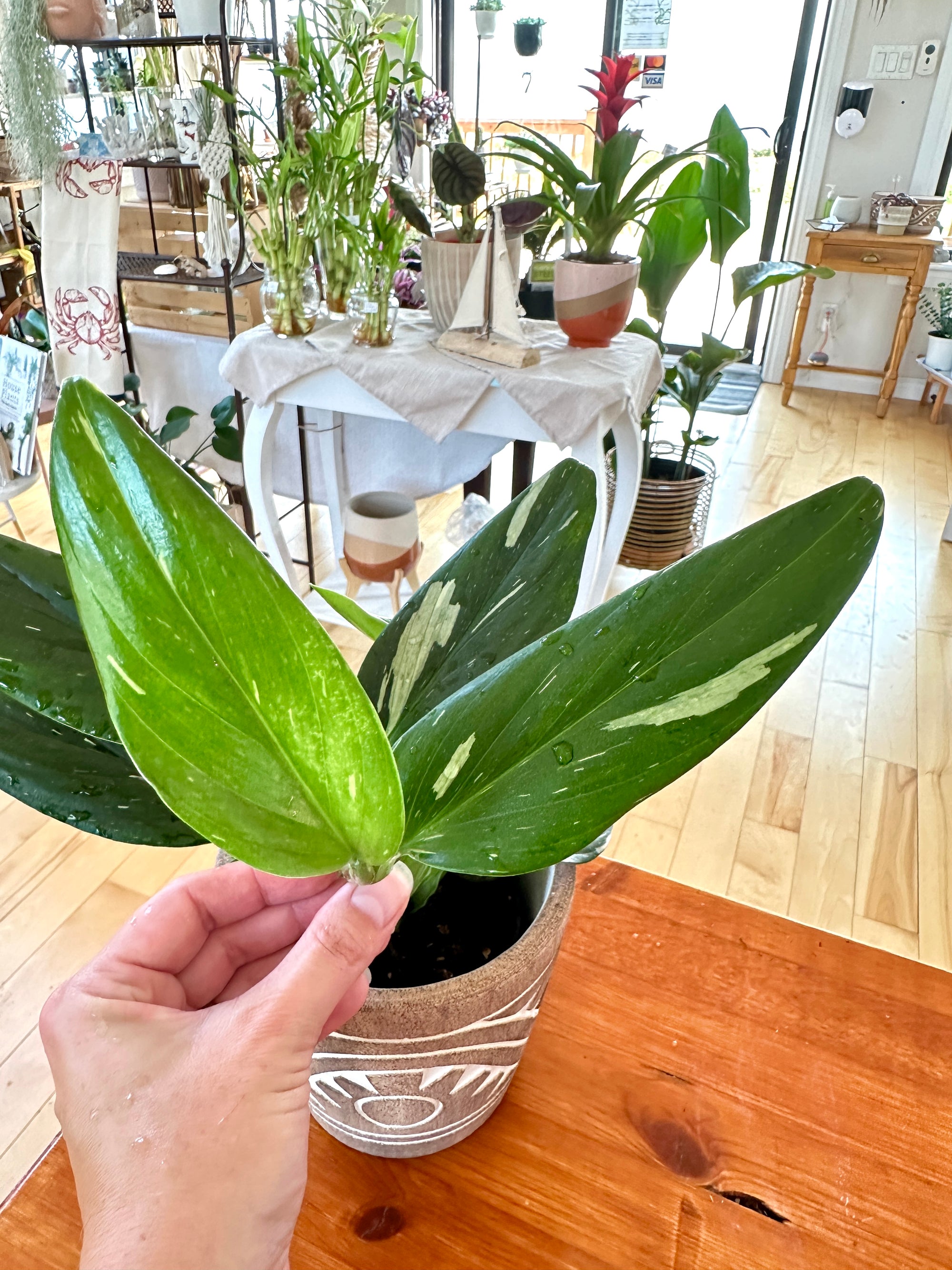 Monstera Standleyana 'Albo' variegata