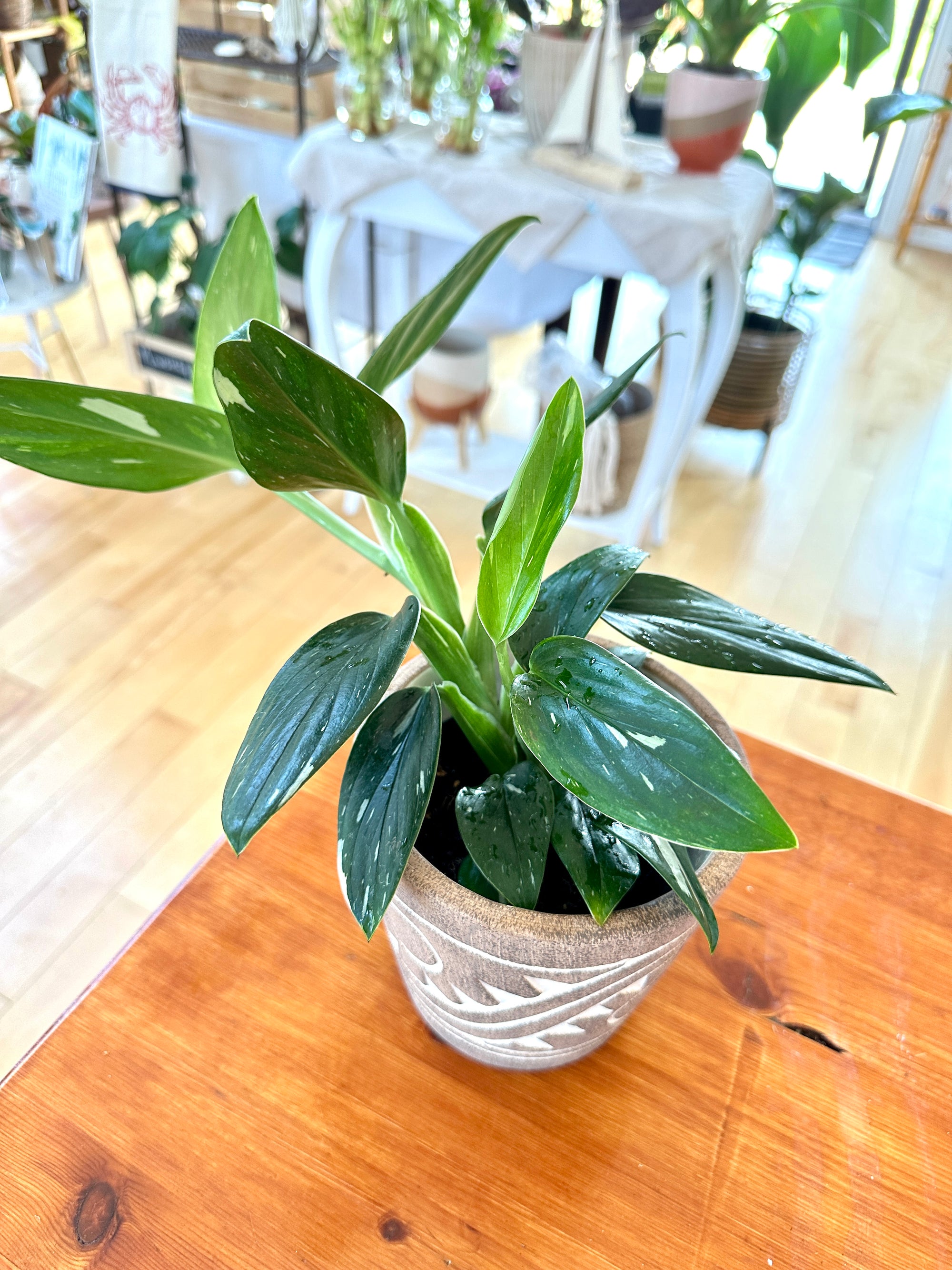 Monstera Standleyana 'Albo' variegata