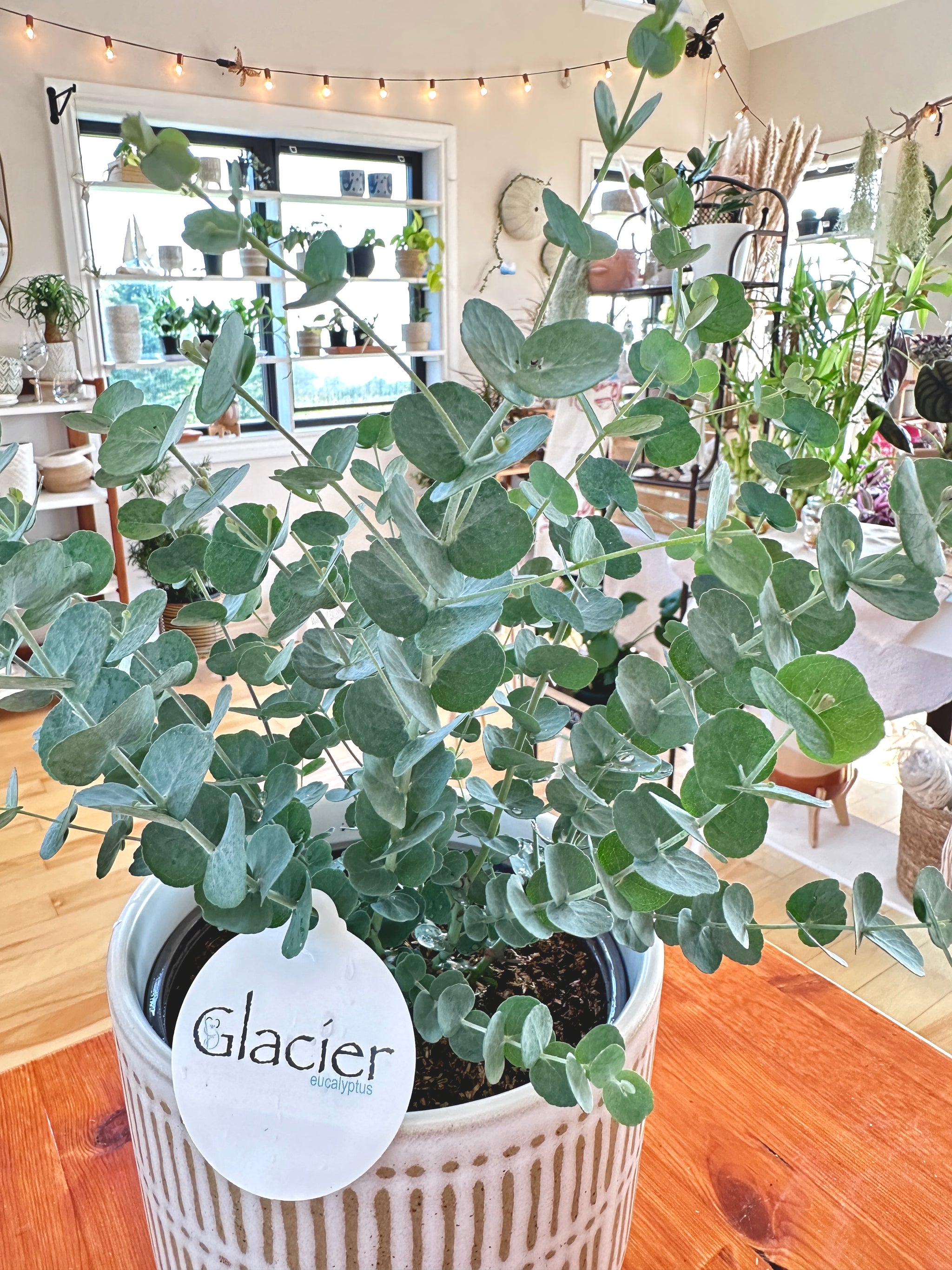 Eucalyptus "Glacier"