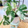 Monstera Albo