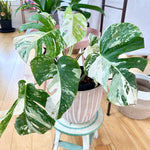 Monstera Albo