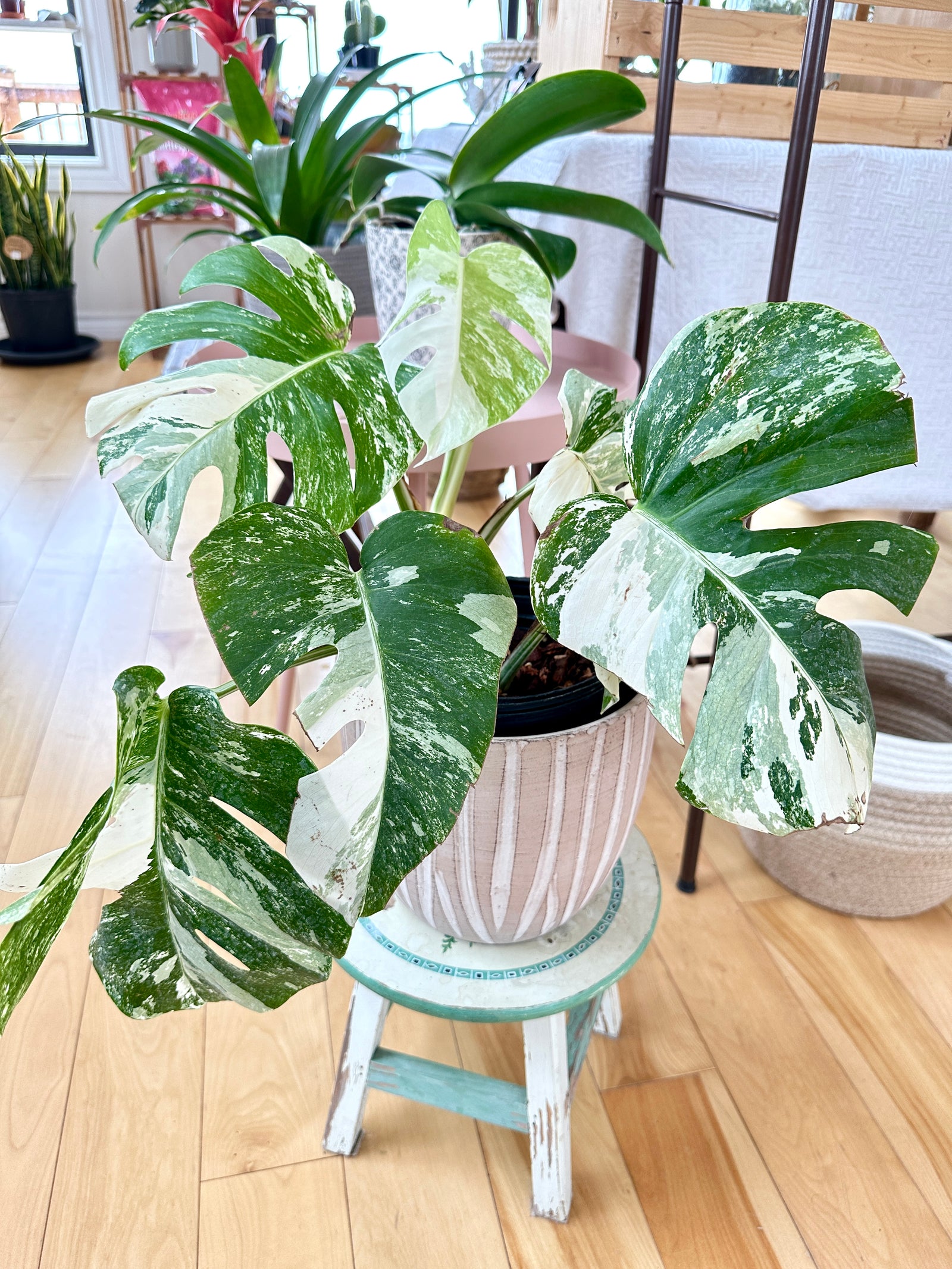 Monstera Albo