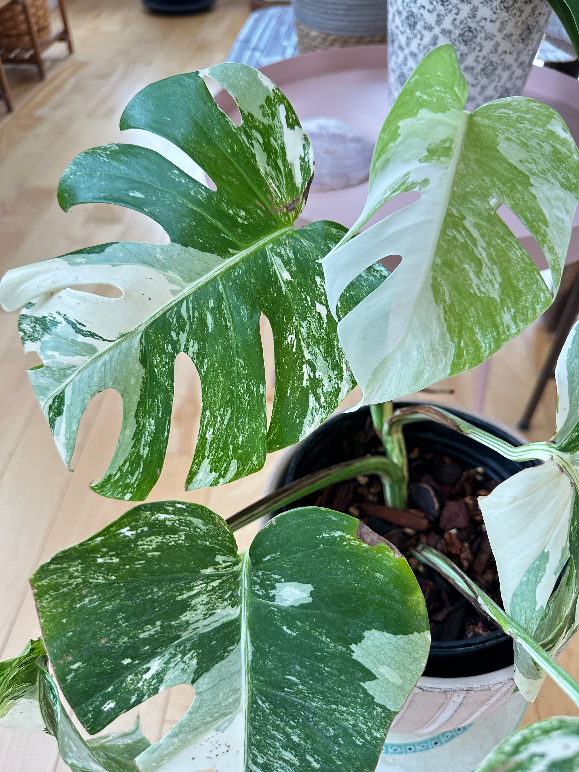 Monstera Albo